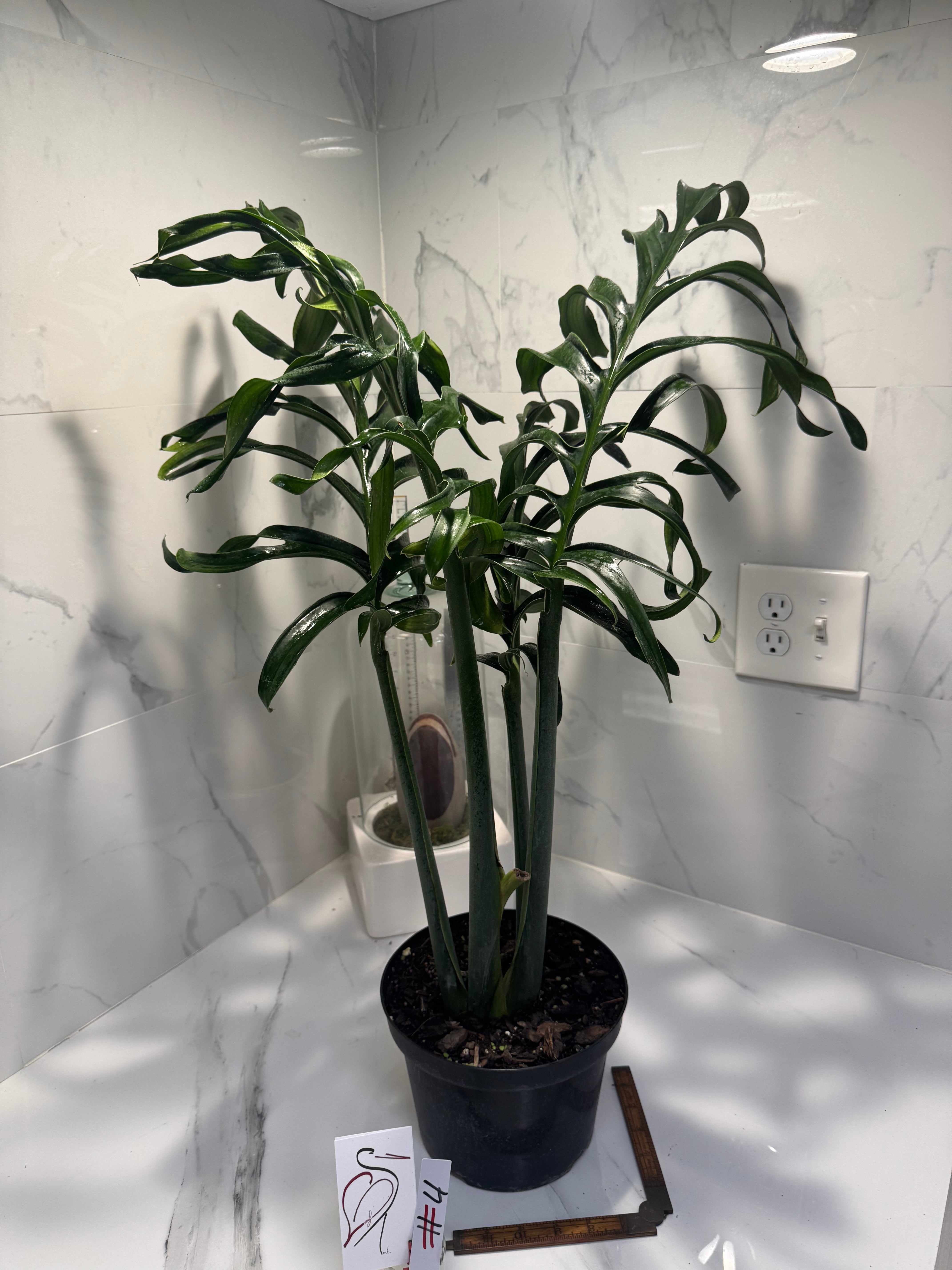 Monstera Pinnatipartita, Dark Form Colombian #04