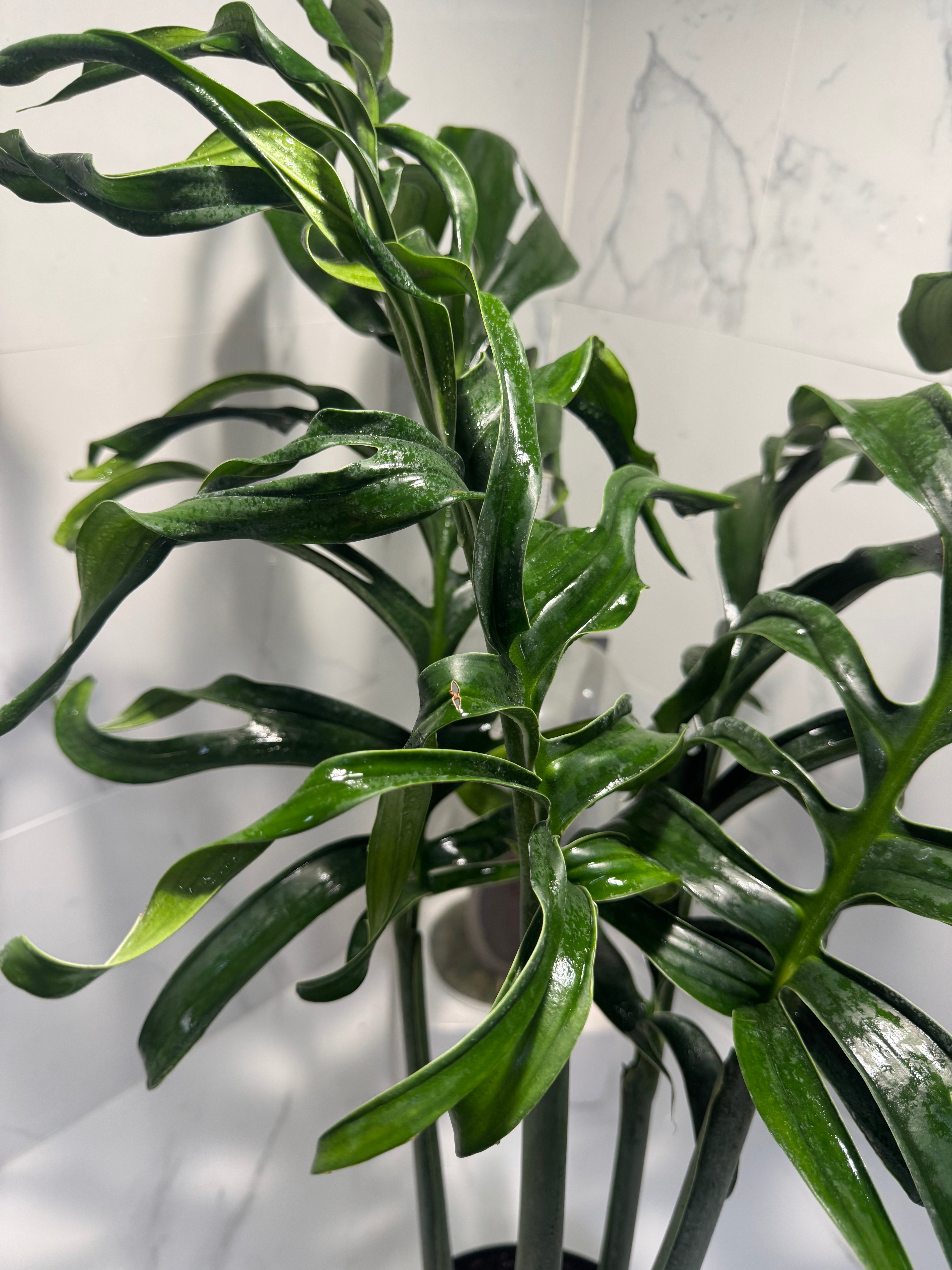 Monstera Pinnatipartita, Dark Form Colombian #04