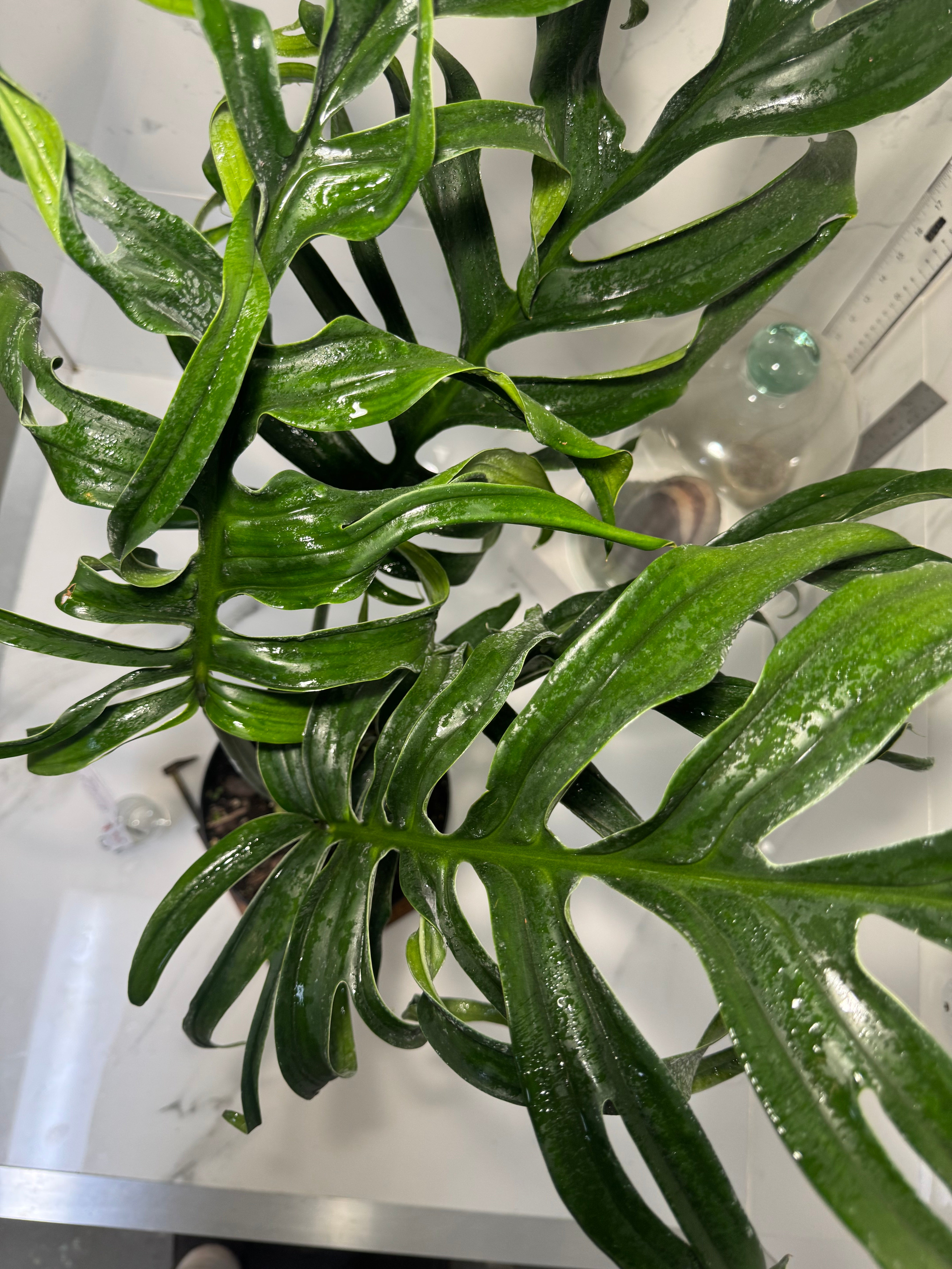 Monstera Pinnatipartita, Dark Form Colombian #04