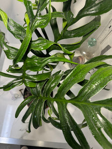 Monstera Pinnatipartita, Dark Form Colombian #04