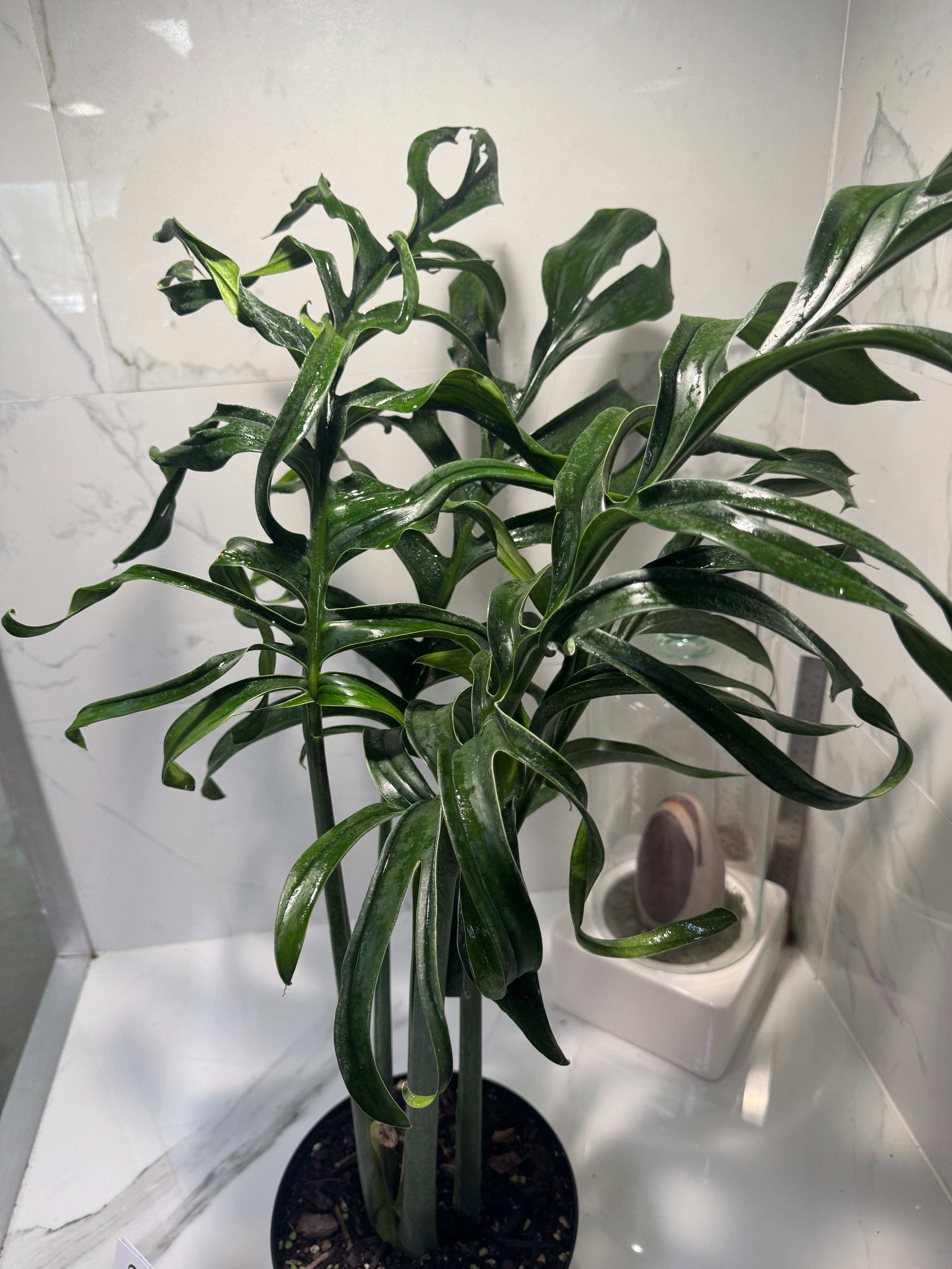 Monstera Pinnatipartita, Dark Form Colombian #04