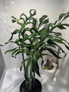 Monstera Pinnatipartita, Dark Form Colombian #04