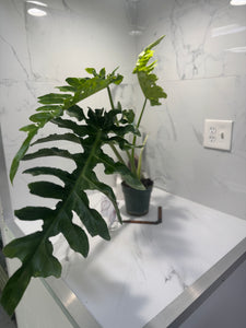 Philodendron Bob Cee #07