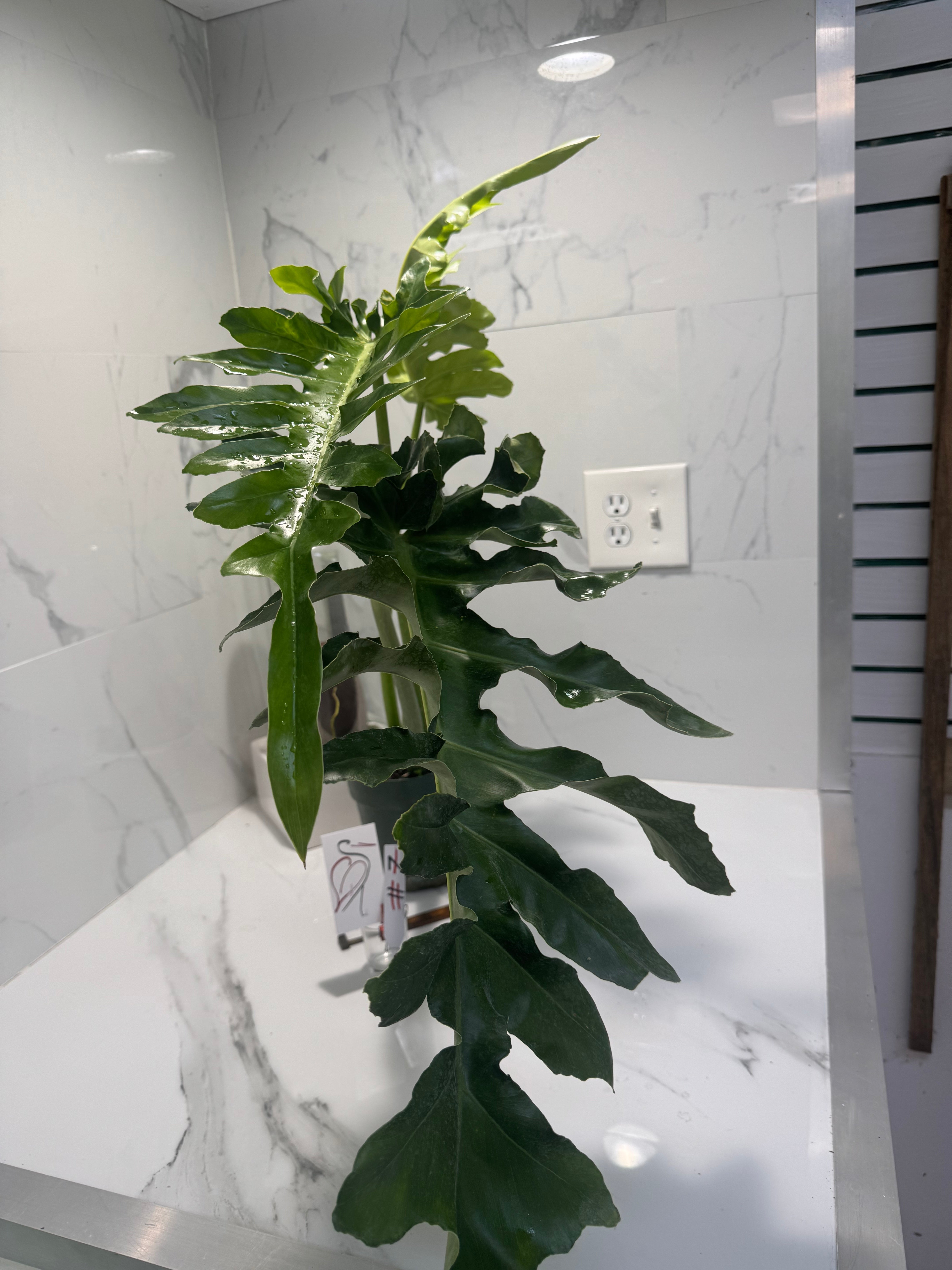 Philodendron Bob Cee #07