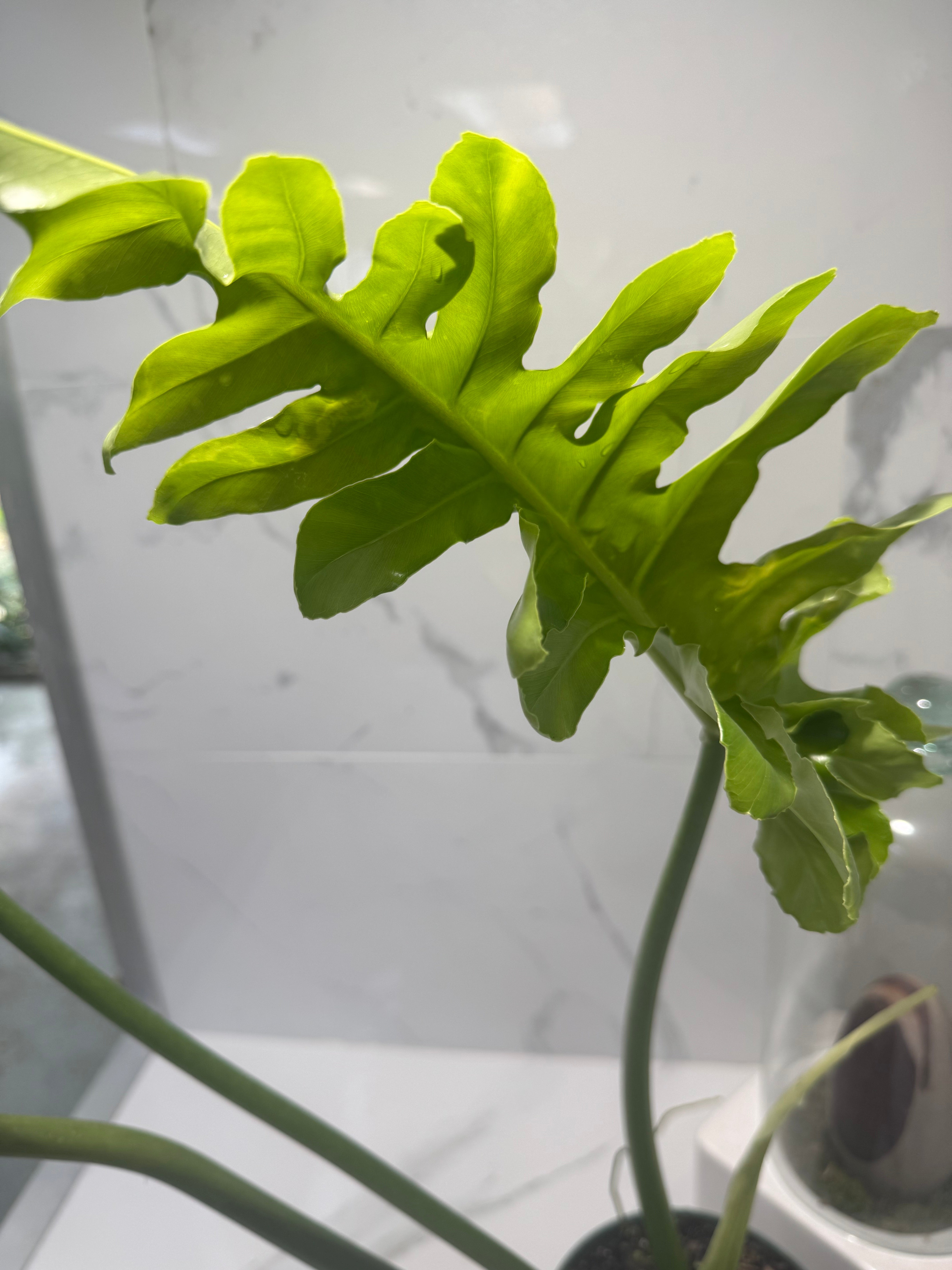 Philodendron Bob Cee #07