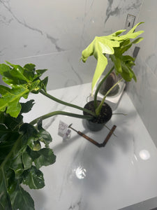 Philodendron Bob Cee #07