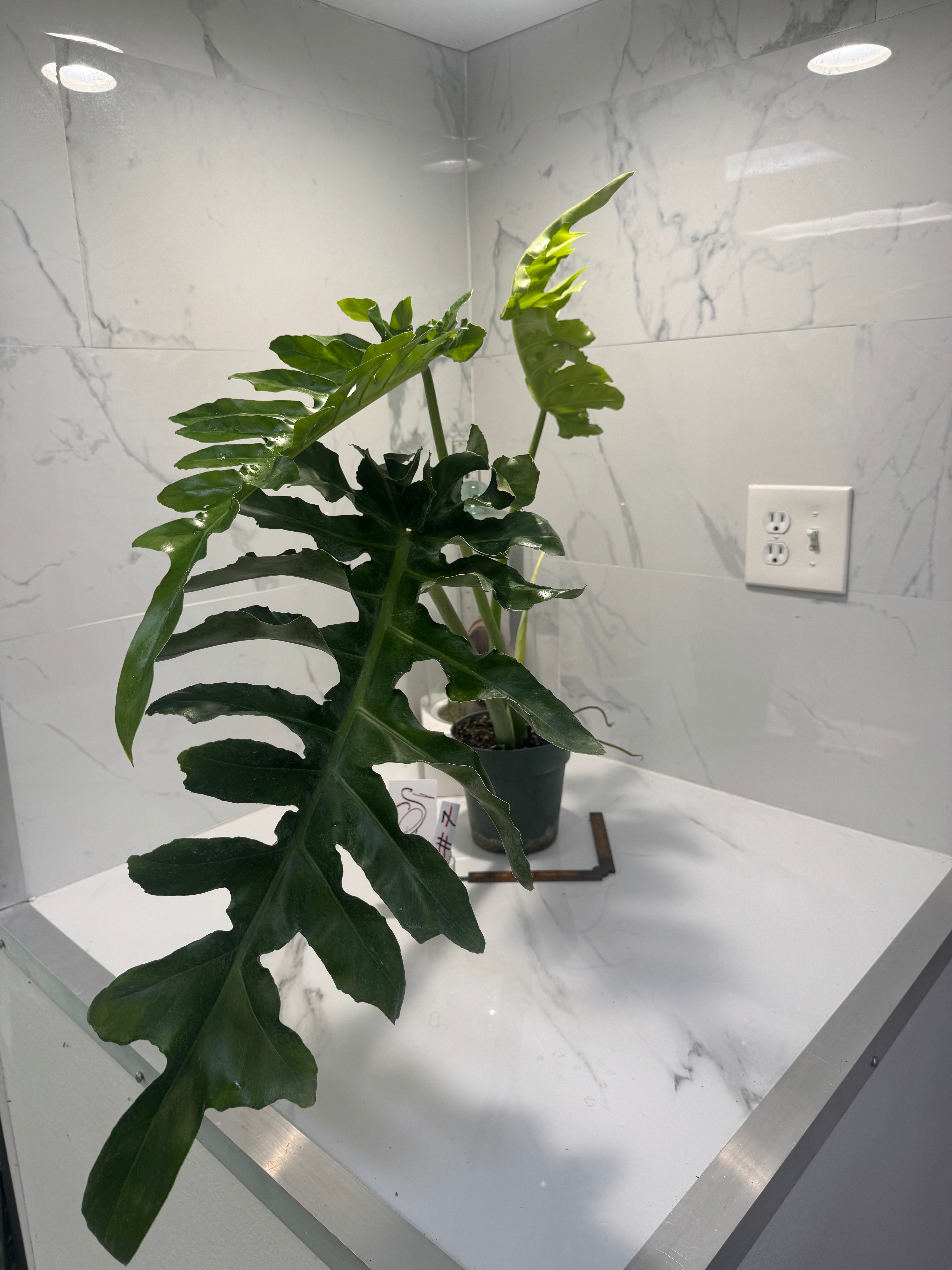 Philodendron Bob Cee #07