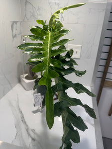 Philodendron Bob Cee #07