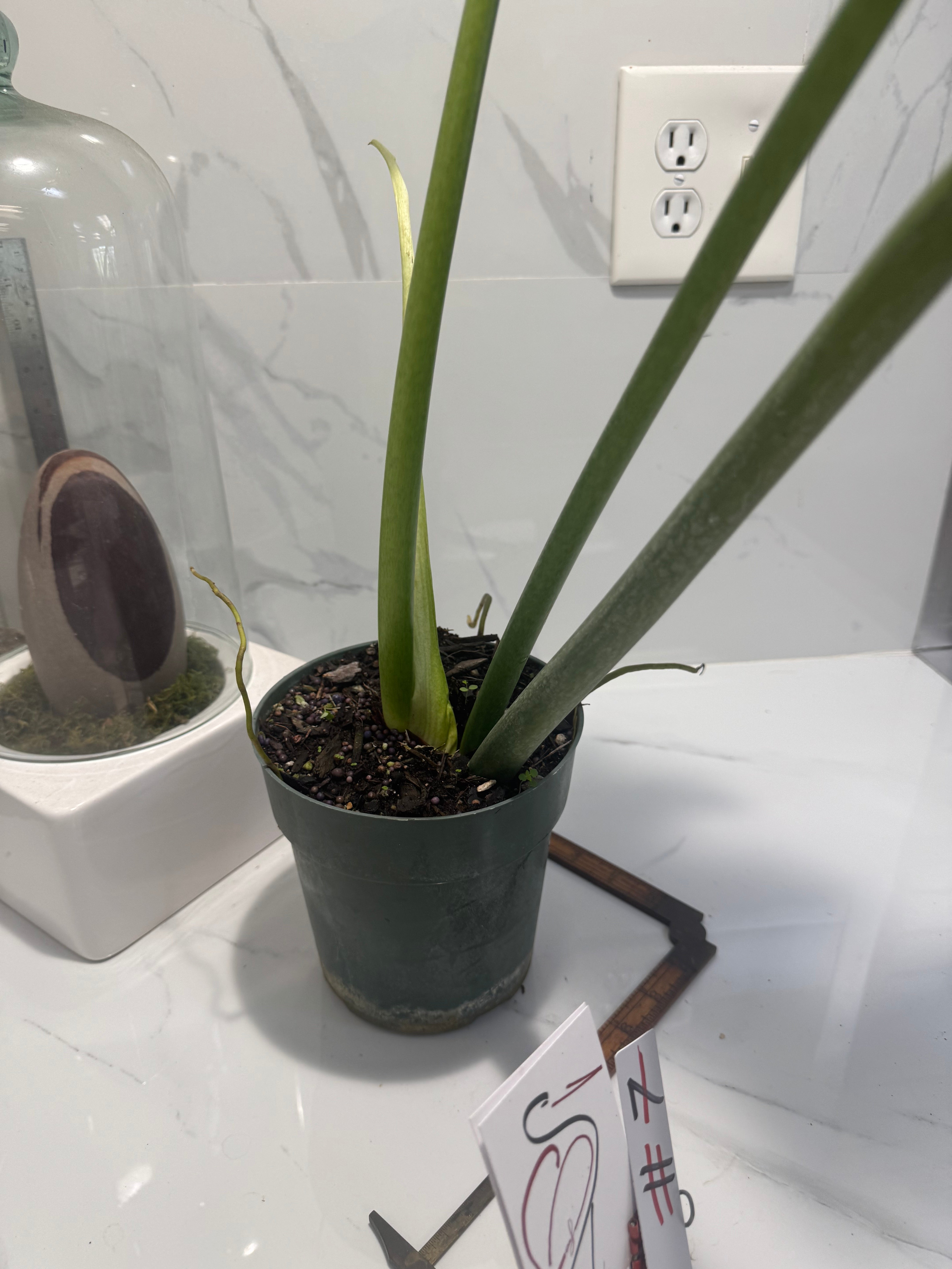 Philodendron Bob Cee #07