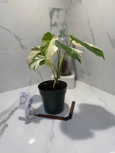 Monstera borsigiana albo-variegated #25