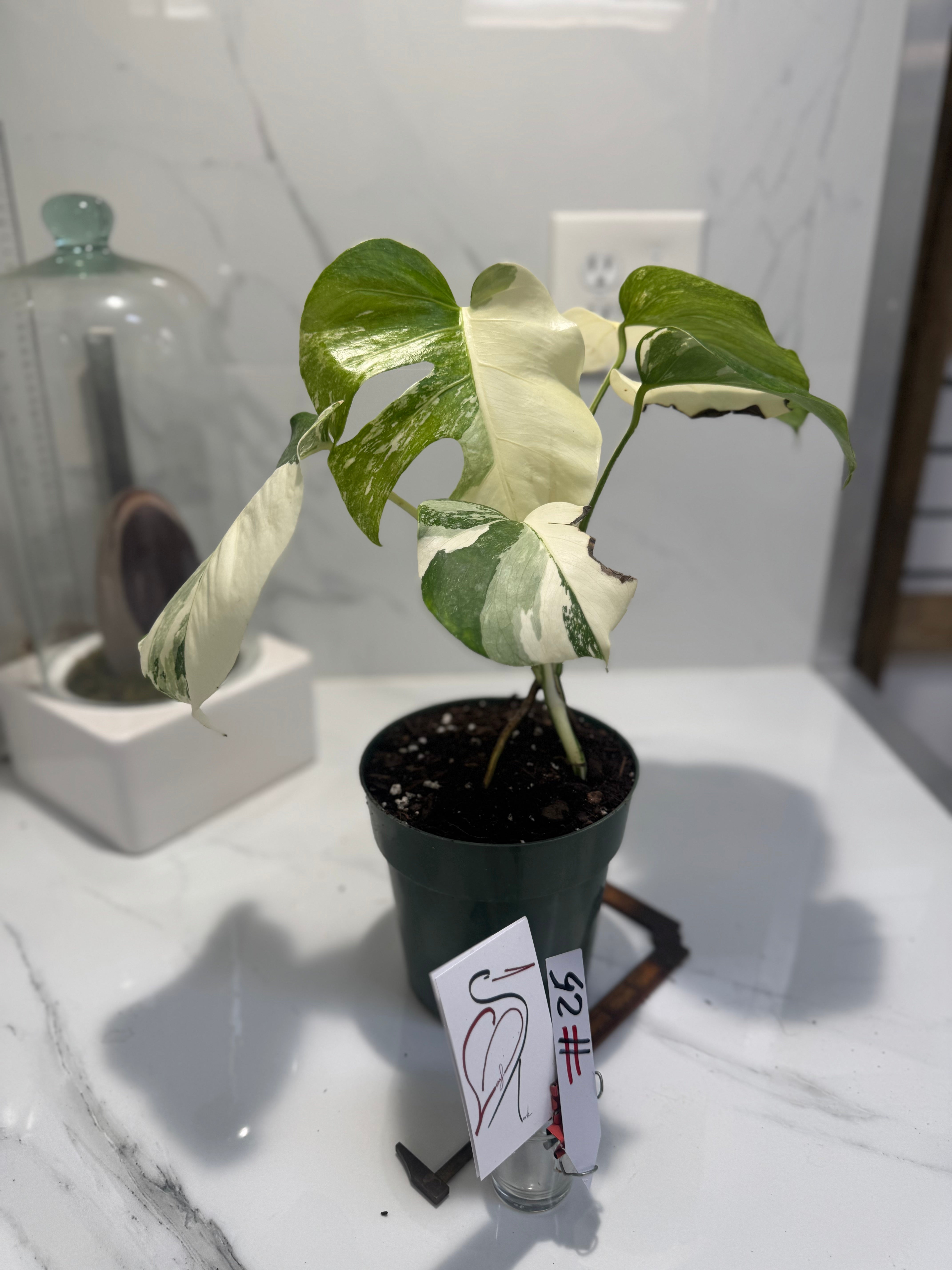 Monstera borsigiana albo-variegated #25