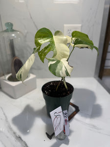 Monstera borsigiana albo-variegated #25