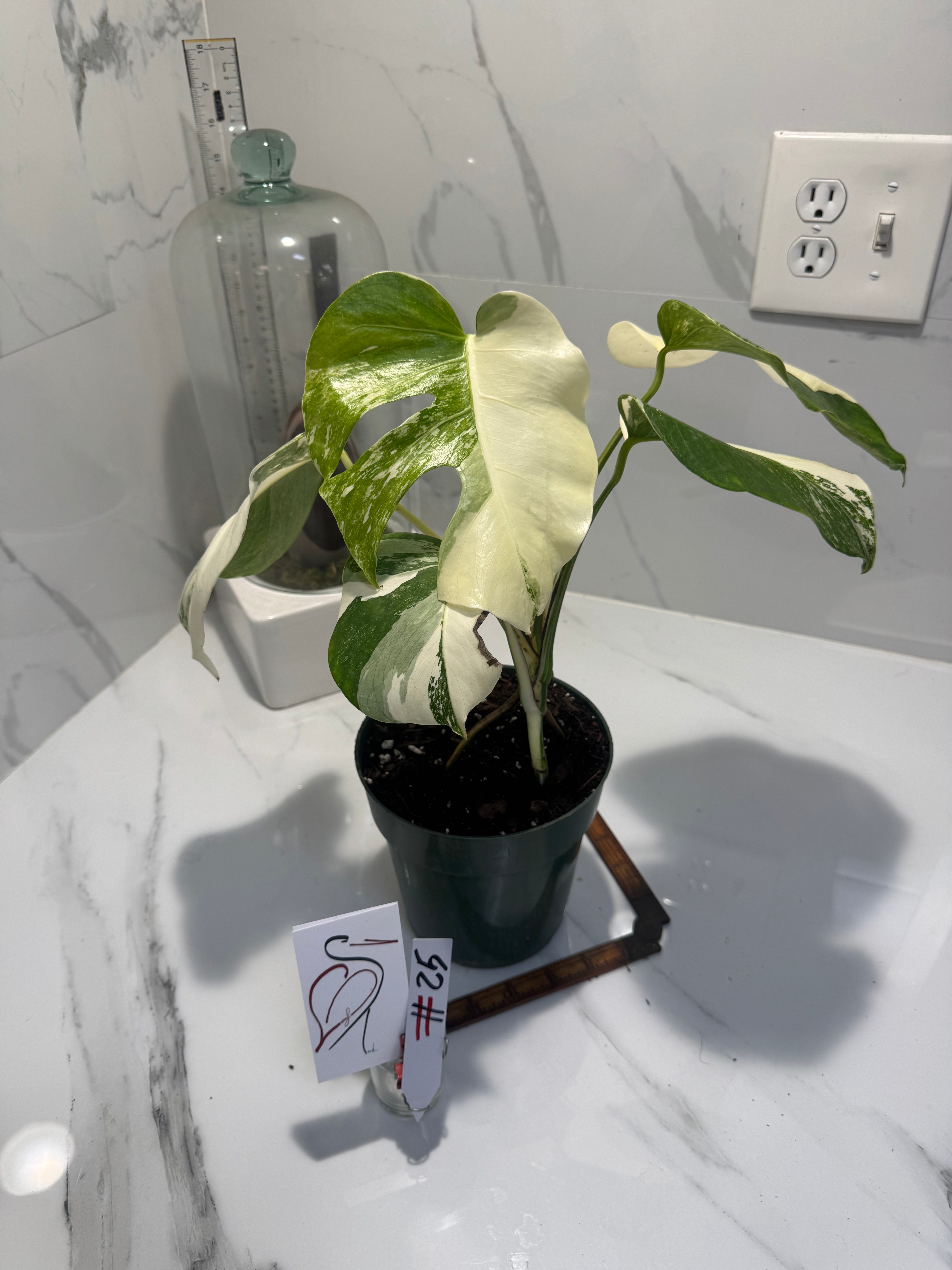 Monstera borsigiana albo-variegated #25