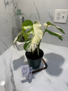 Monstera borsigiana albo-variegated #25