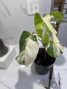 Monstera borsigiana albo-variegated #25
