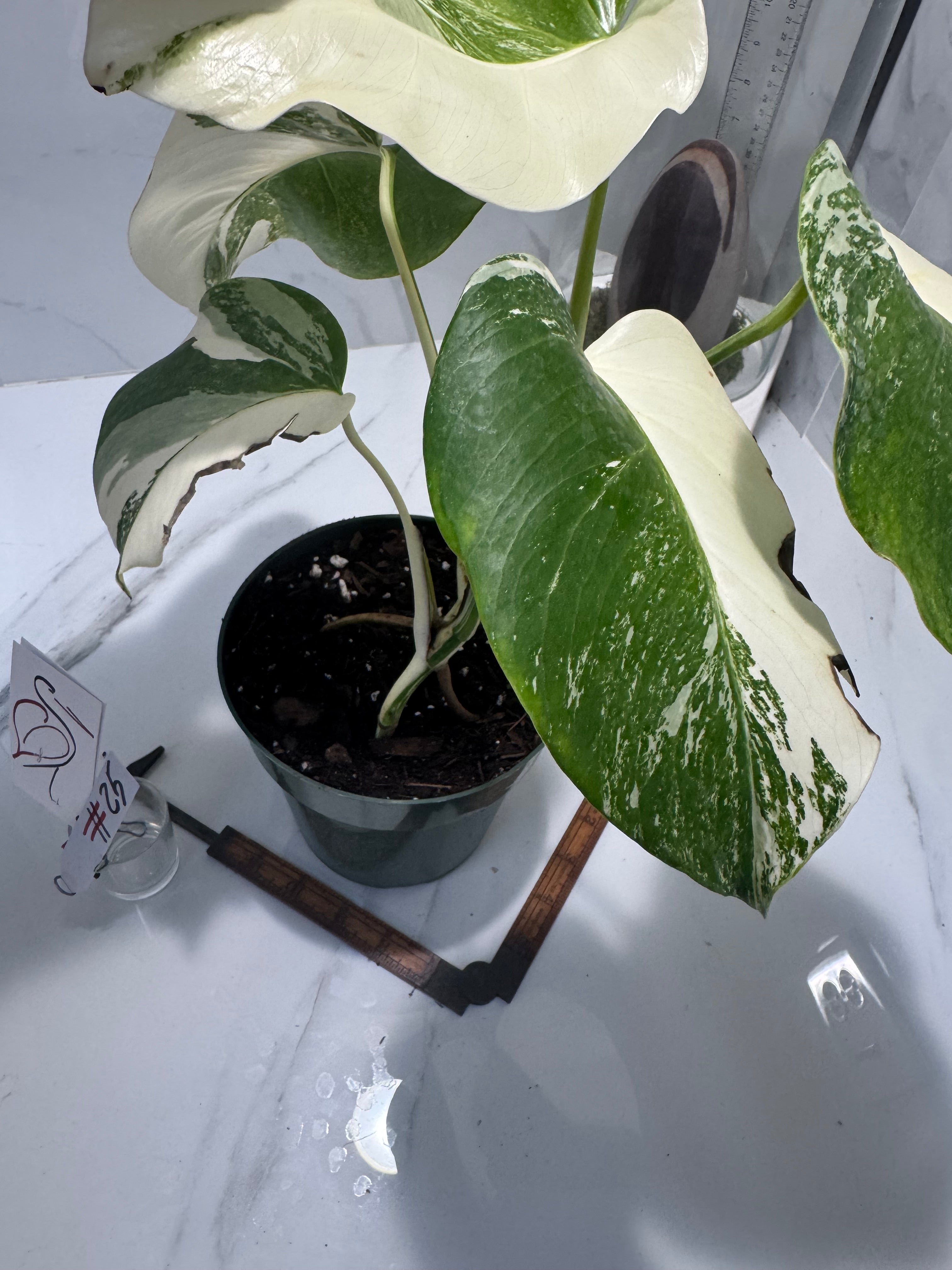 Monstera borsigiana albo-variegated #25