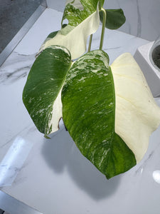 Monstera borsigiana albo-variegated #25
