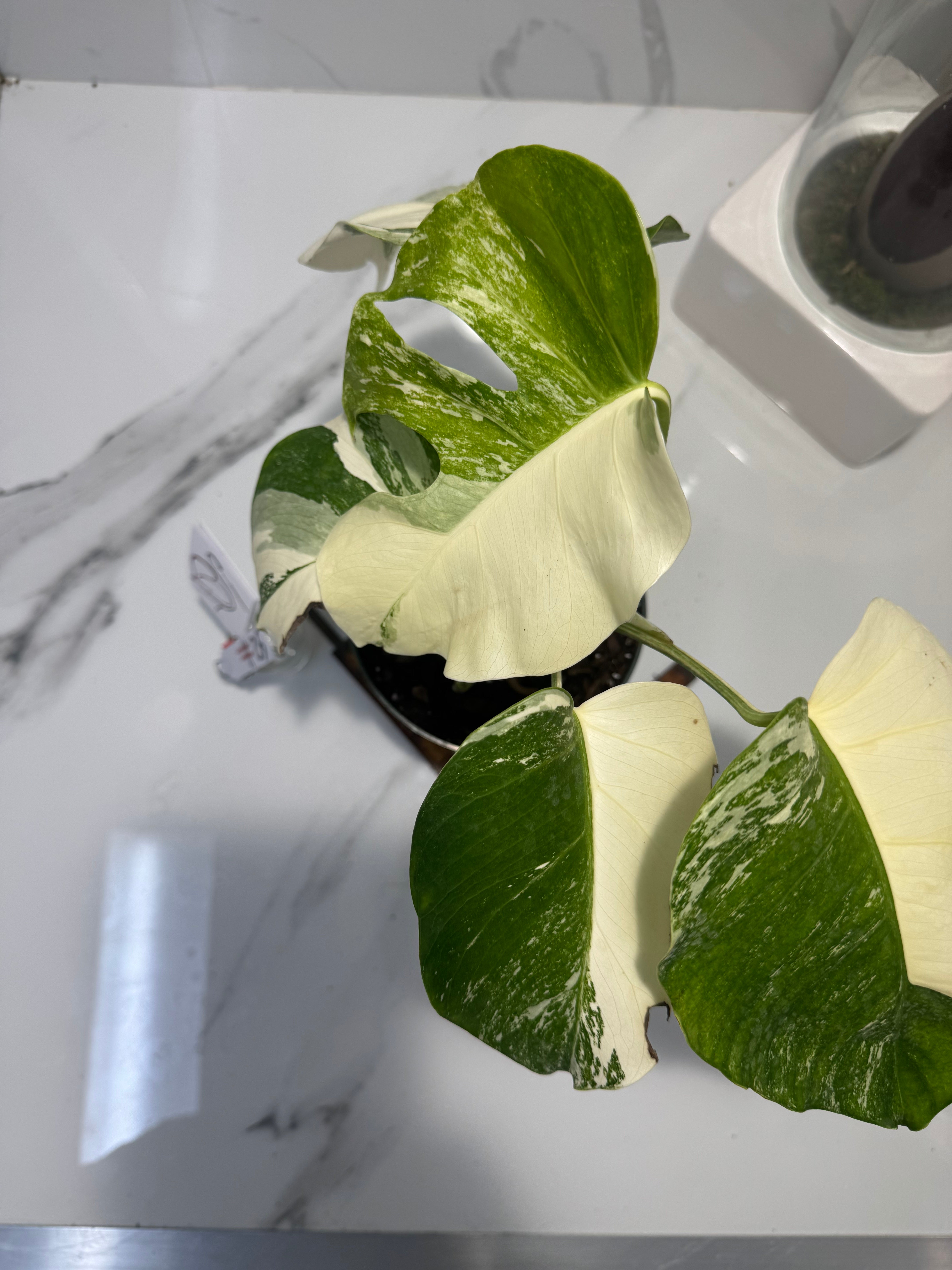 Monstera borsigiana albo-variegated #25