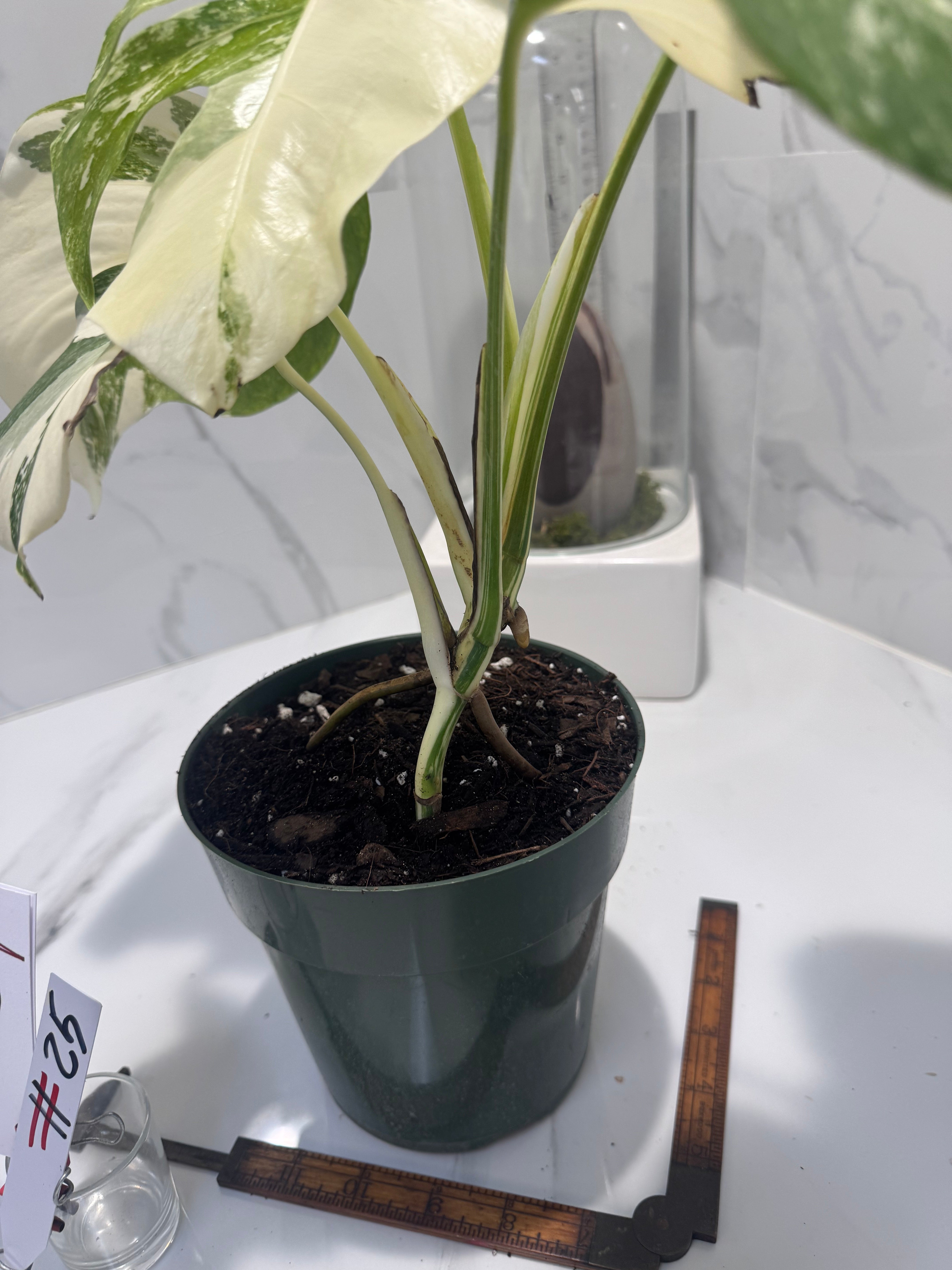 Monstera borsigiana albo-variegated #25