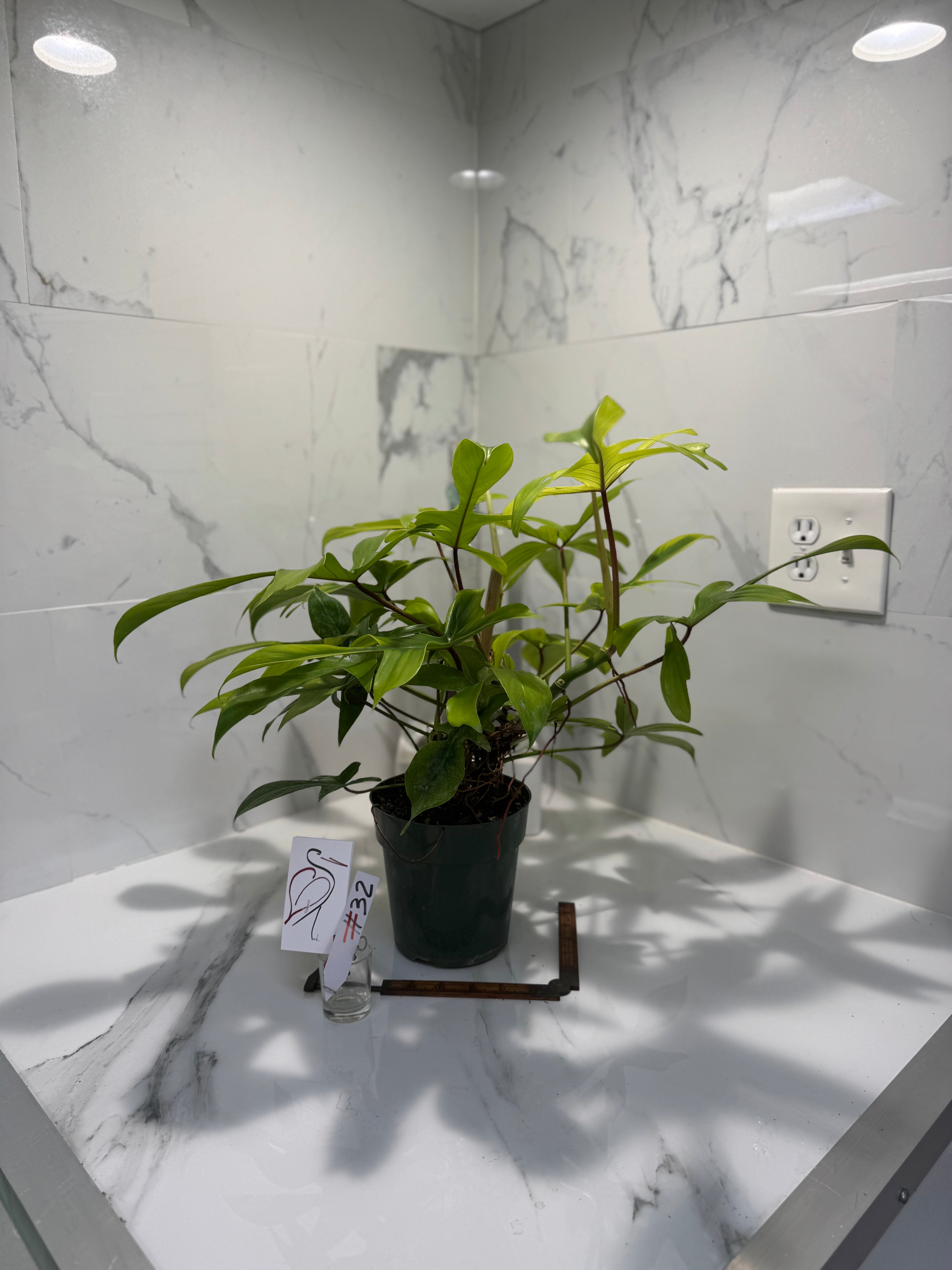 Philodendron "Florida Ghost" #32