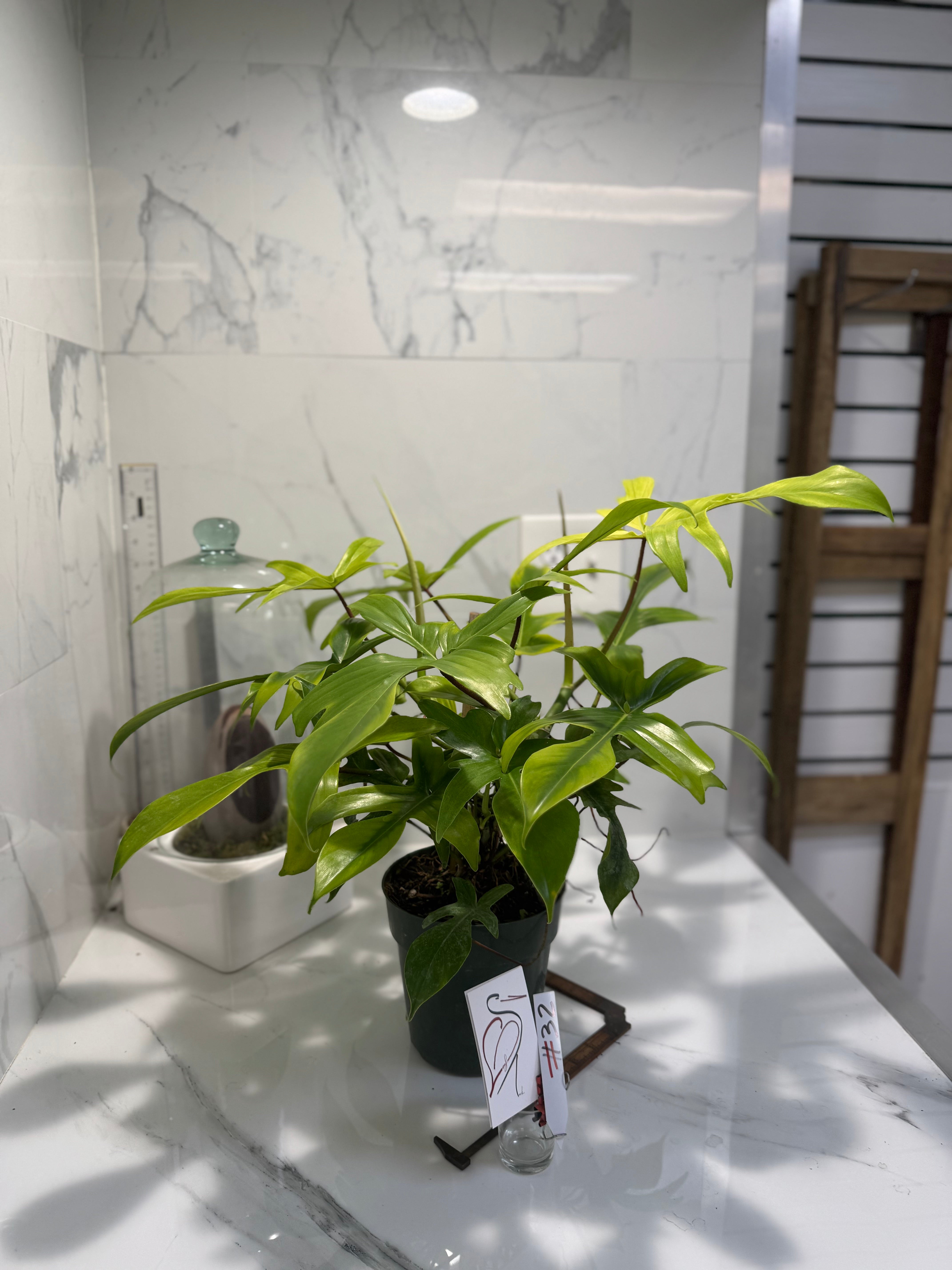 Philodendron "Florida Ghost" #32