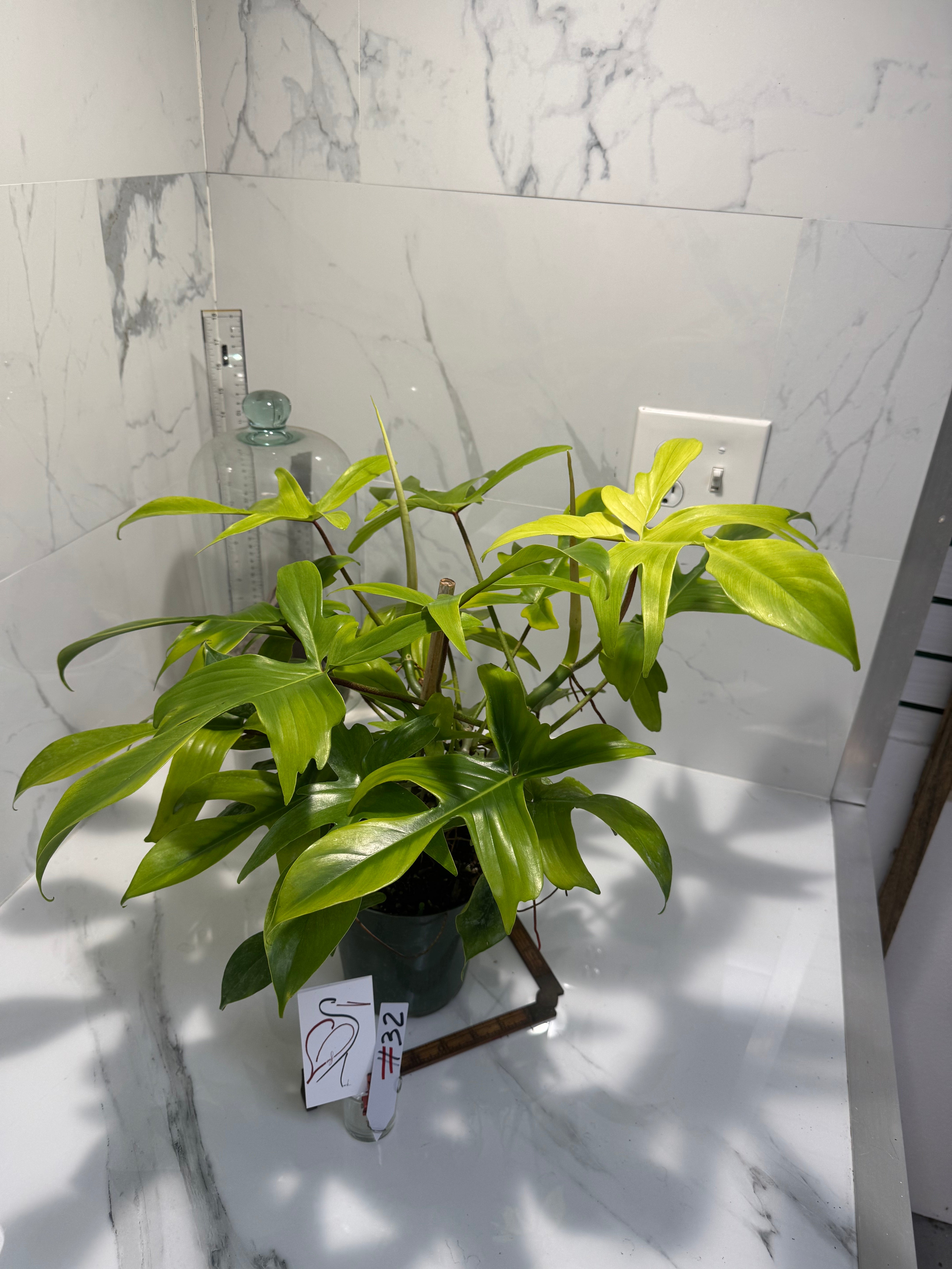 Philodendron "Florida Ghost" #32