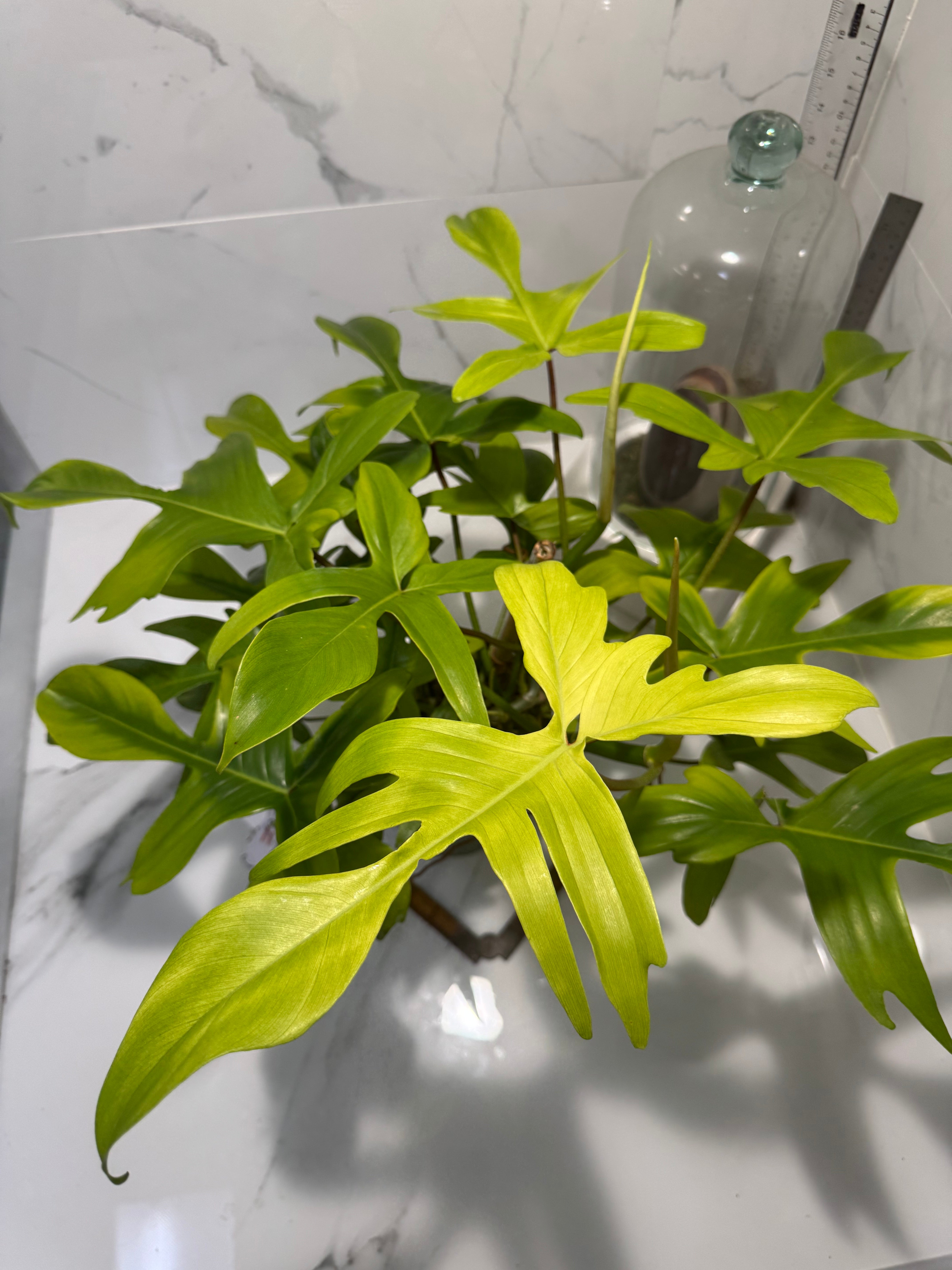 Philodendron "Florida Ghost" #32