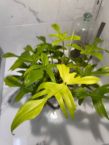 Philodendron "Florida Ghost" #32
