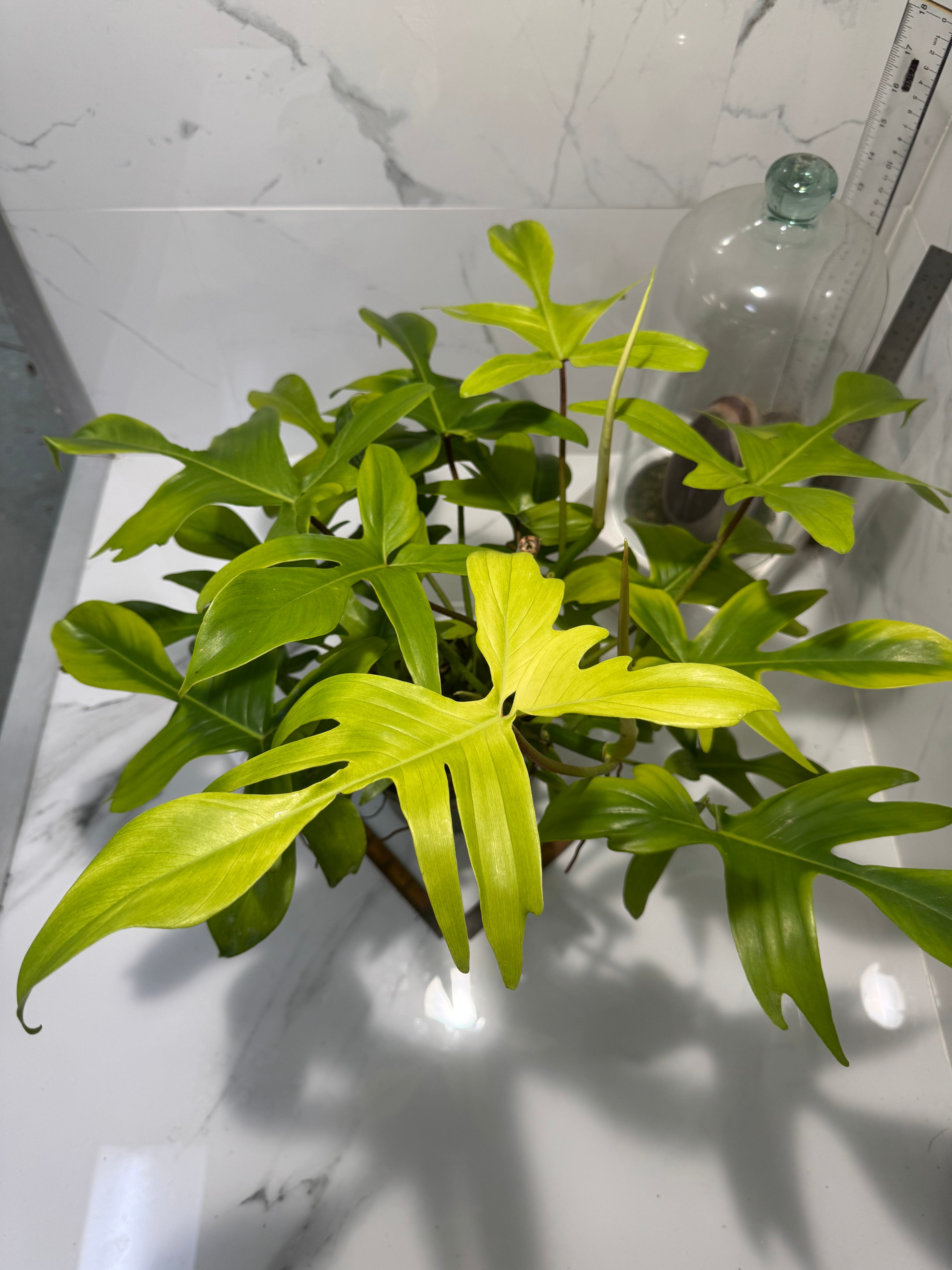 Philodendron "Florida Ghost" #32
