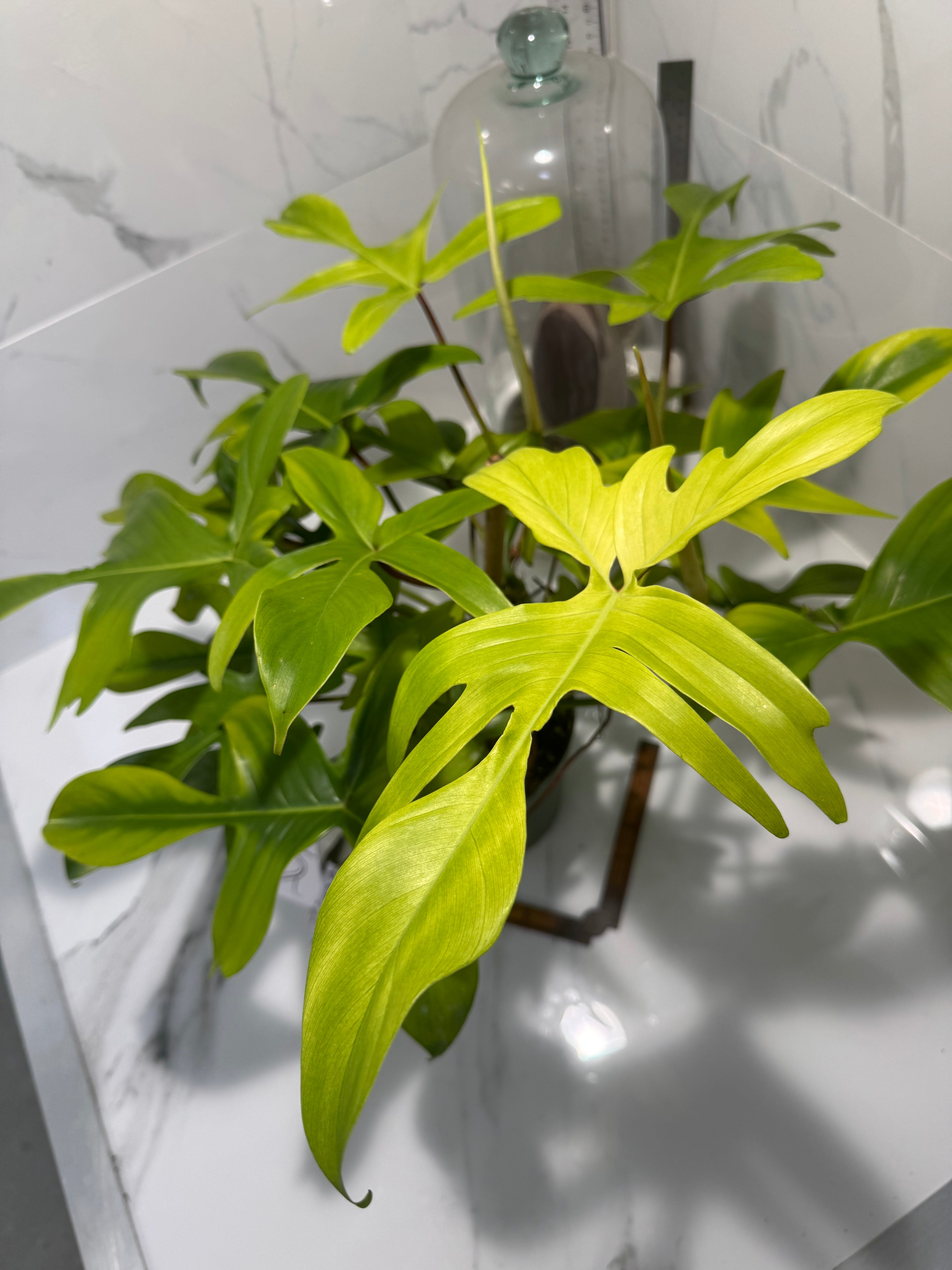 Philodendron "Florida Ghost" #32