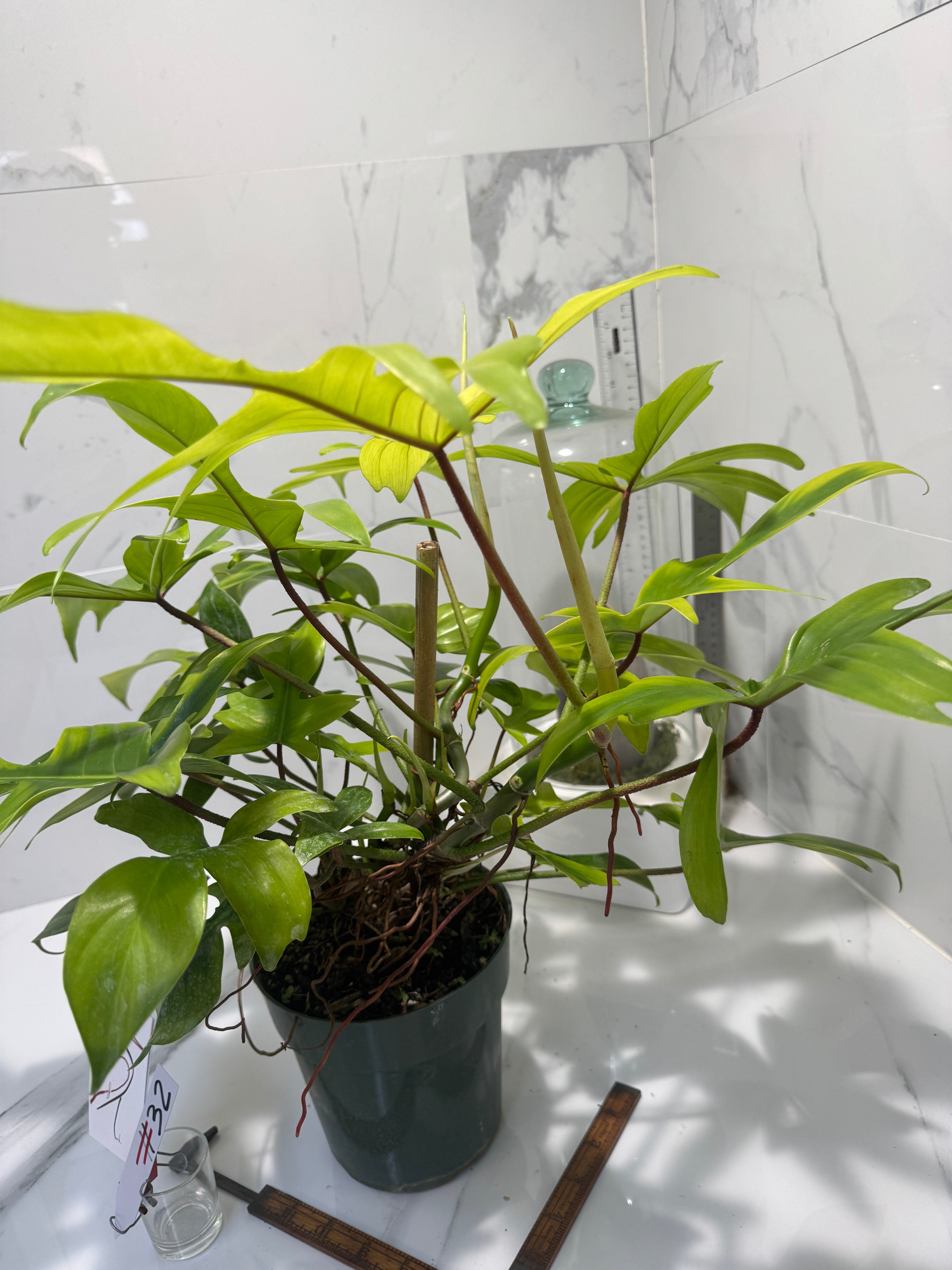 Philodendron "Florida Ghost" #32
