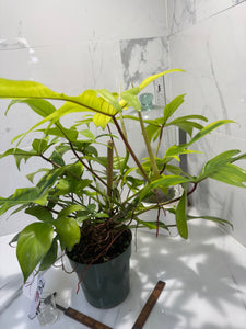 Philodendron "Florida Ghost" #32