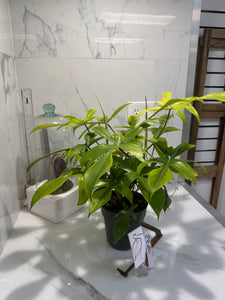 Philodendron "Florida Ghost" #32