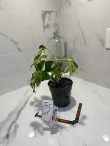 Rhaphidophora Tetrasperma Variegated #25