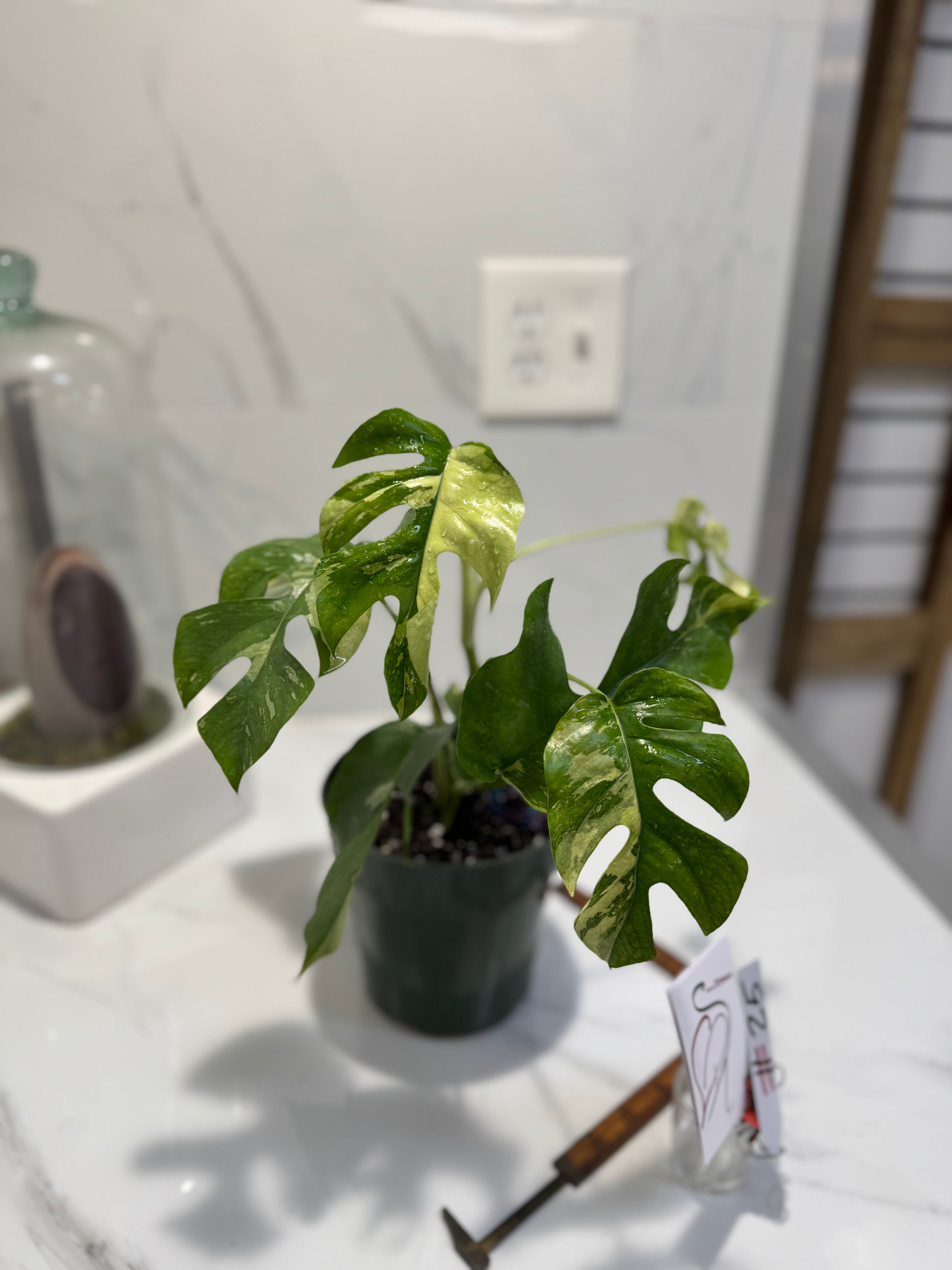 Rhaphidophora Tetrasperma Variegated #25