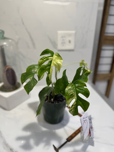 Rhaphidophora Tetrasperma Variegated #25