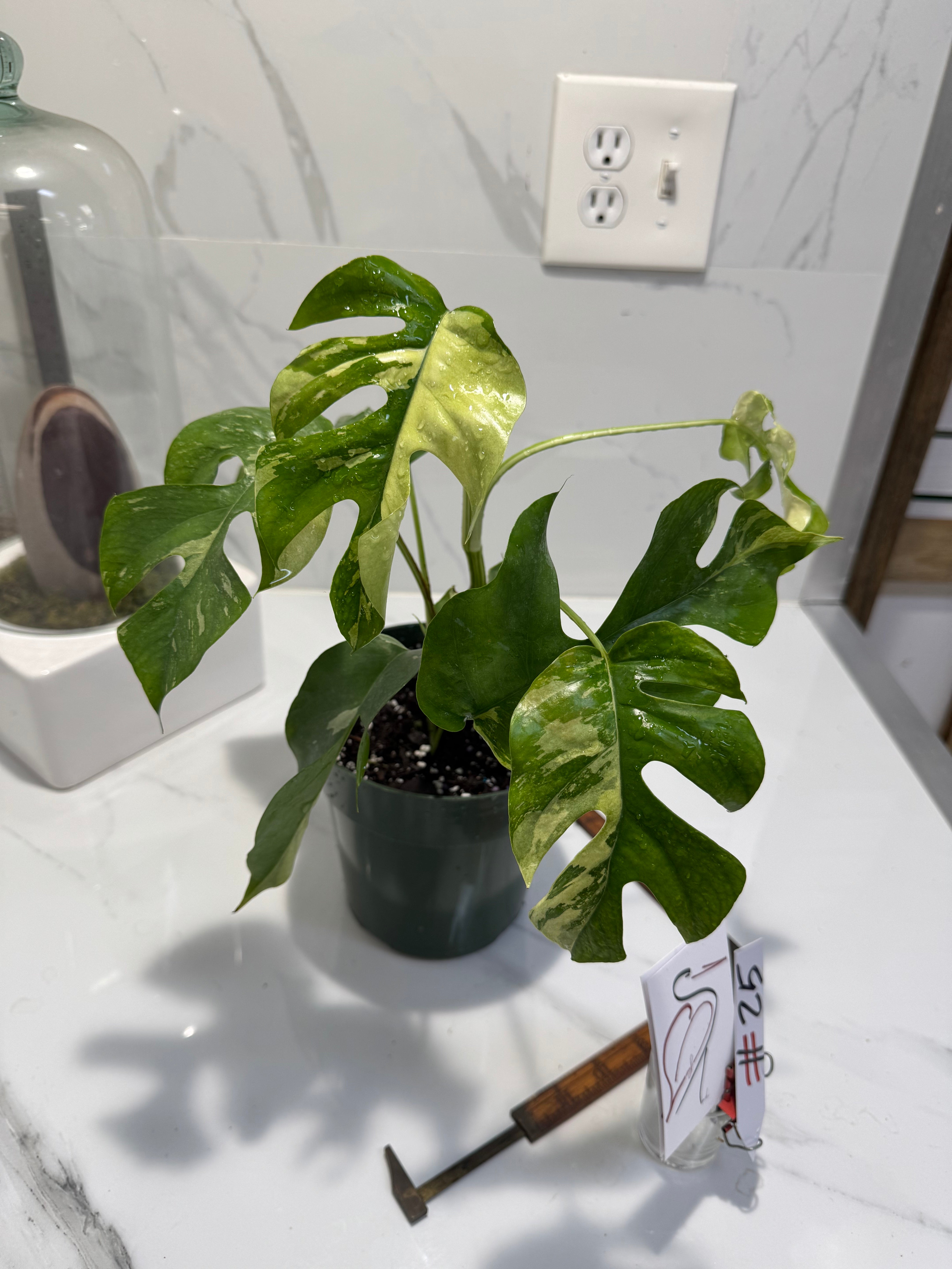 Rhaphidophora Tetrasperma Variegated #25
