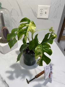 Rhaphidophora Tetrasperma Variegated #25