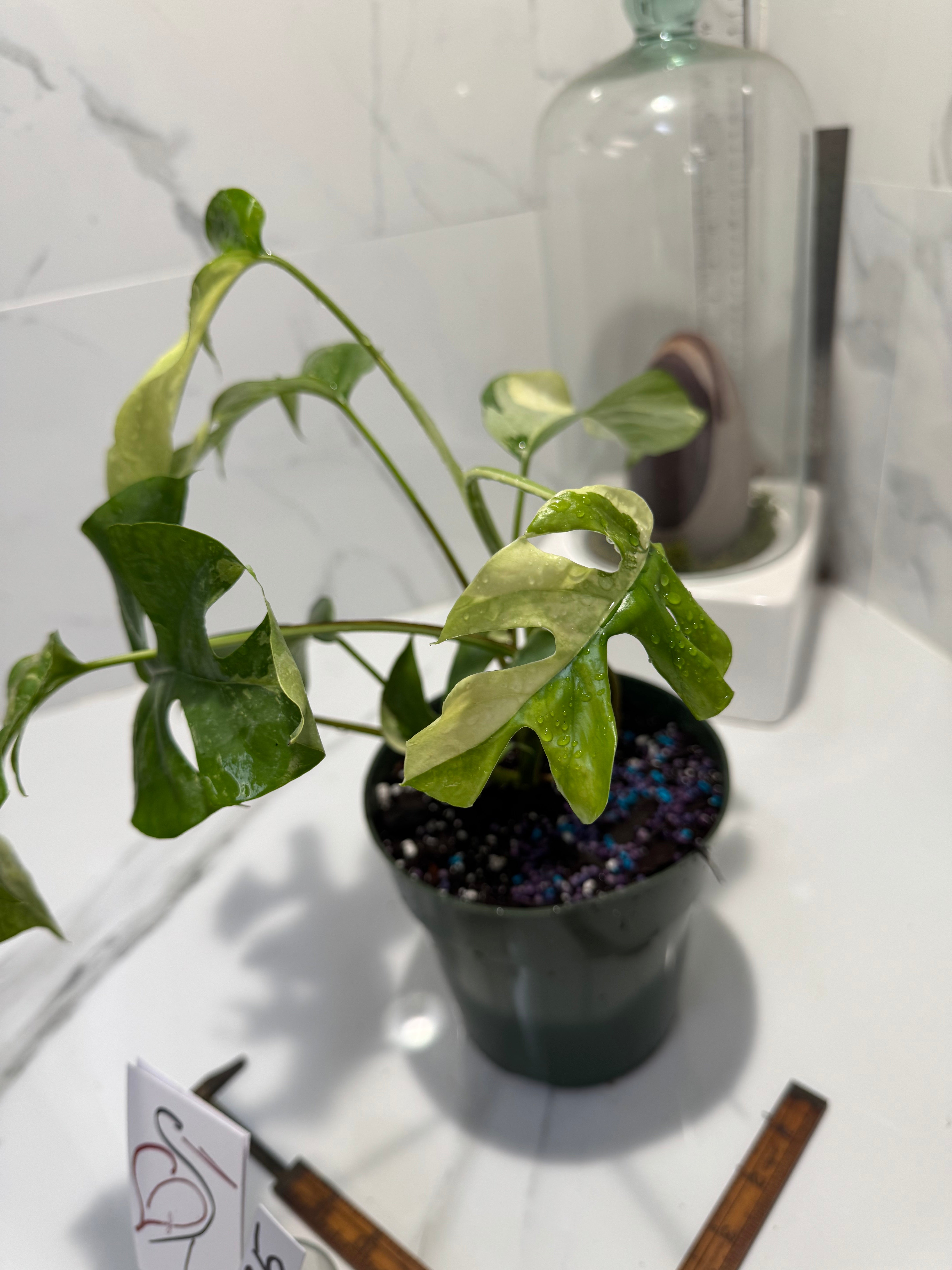 Rhaphidophora Tetrasperma Variegated #25