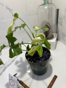 Rhaphidophora Tetrasperma Variegated #25