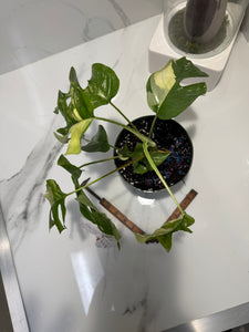 Rhaphidophora Tetrasperma Variegated #25