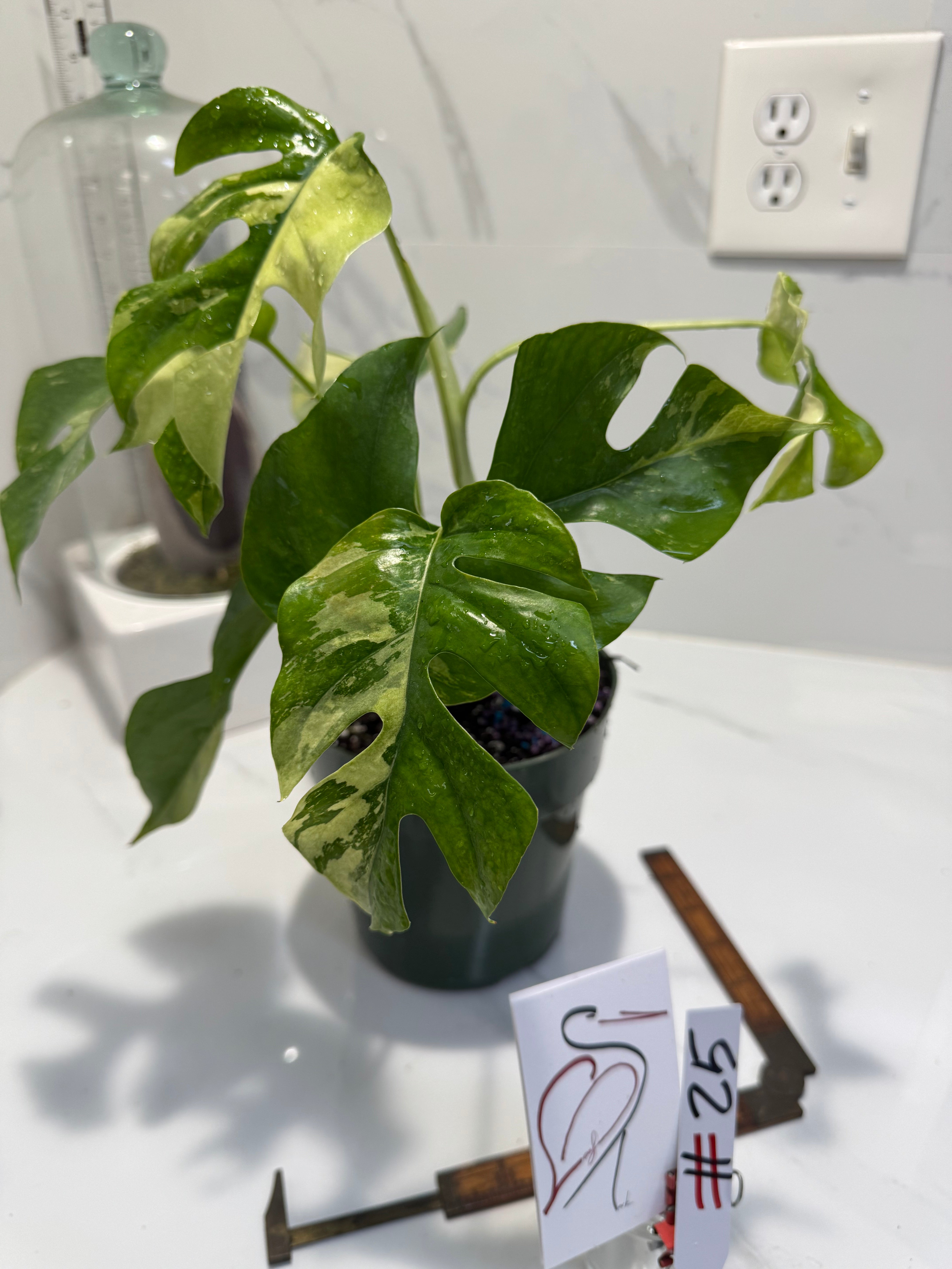 Rhaphidophora Tetrasperma Variegated #25