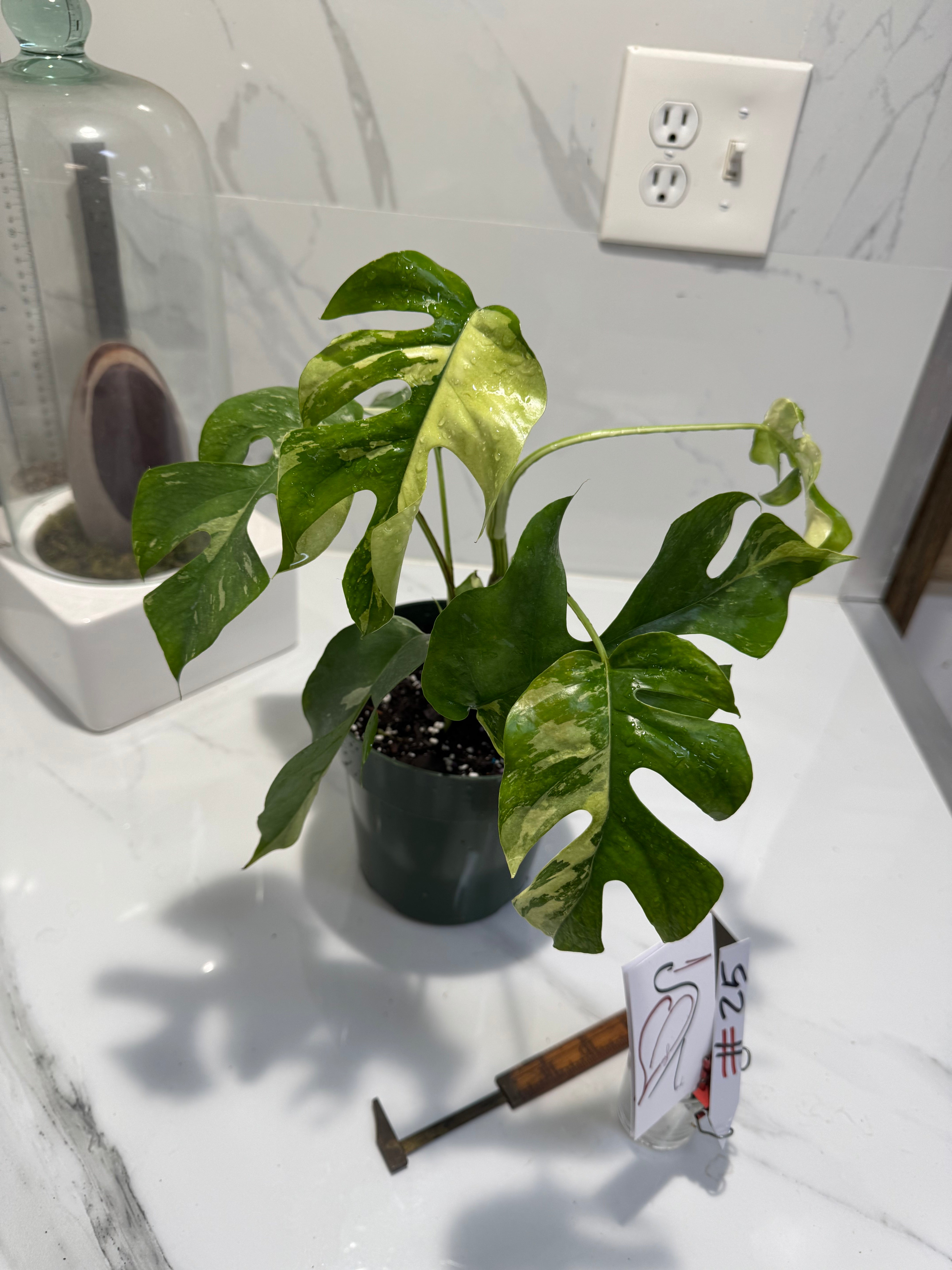 Rhaphidophora Tetrasperma Variegated #25