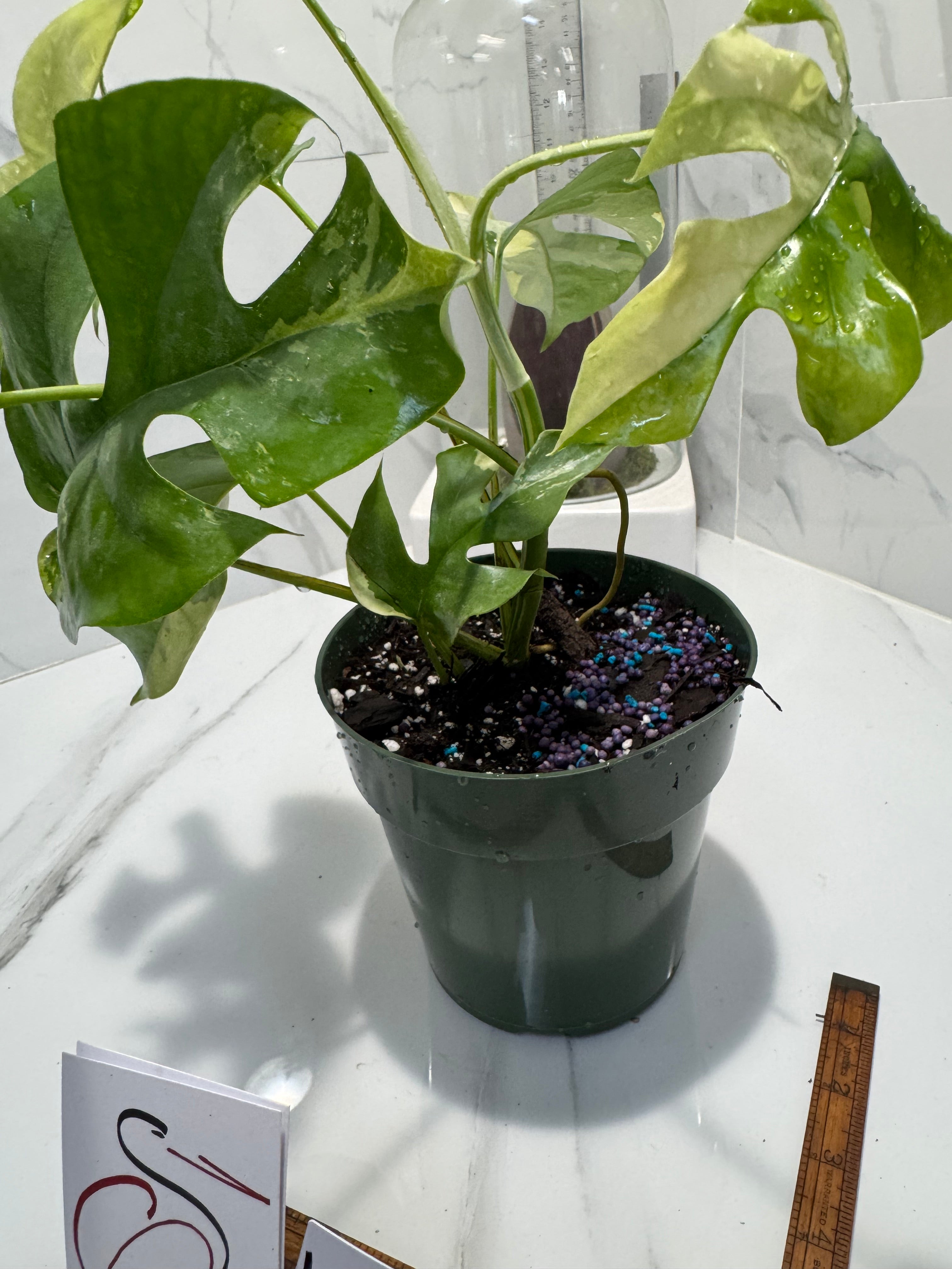 Rhaphidophora Tetrasperma Variegated #25