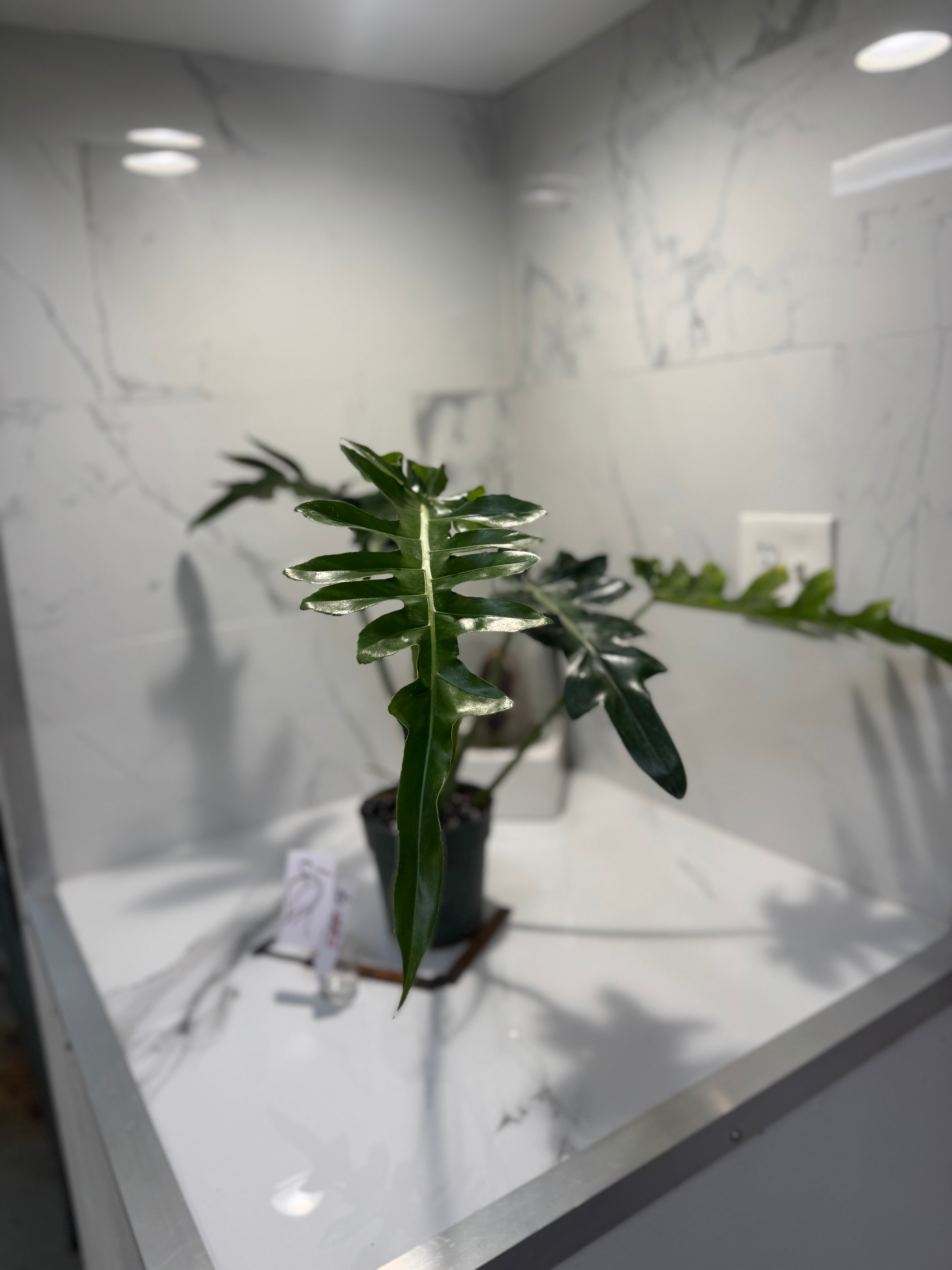 Philodendron Bob Cee #09