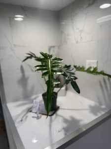 Philodendron Bob Cee #09