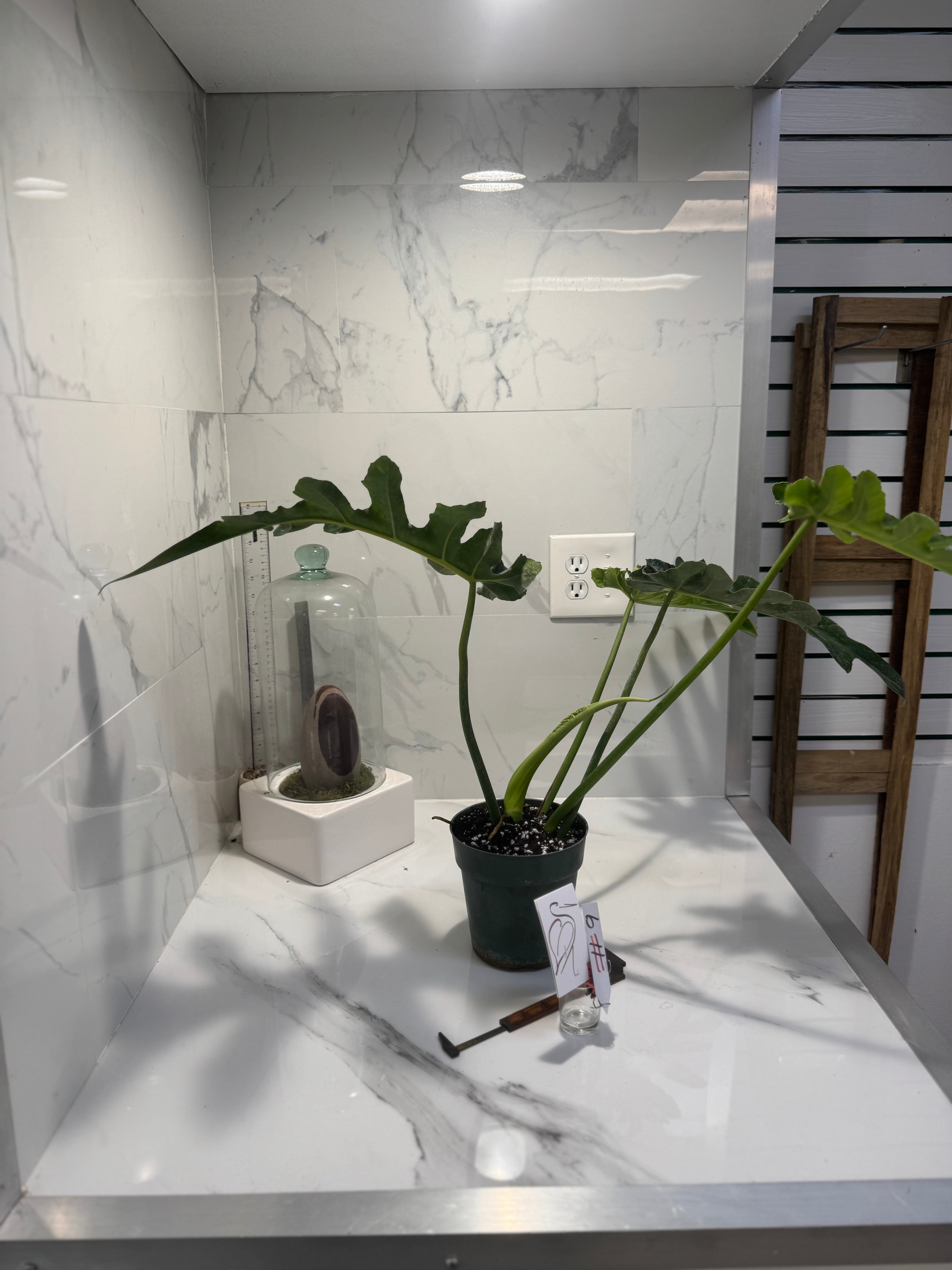 Philodendron Bob Cee #09