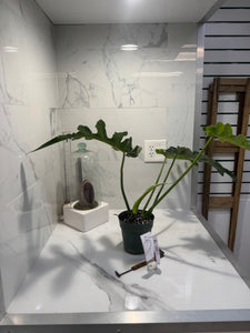 Philodendron Bob Cee #09