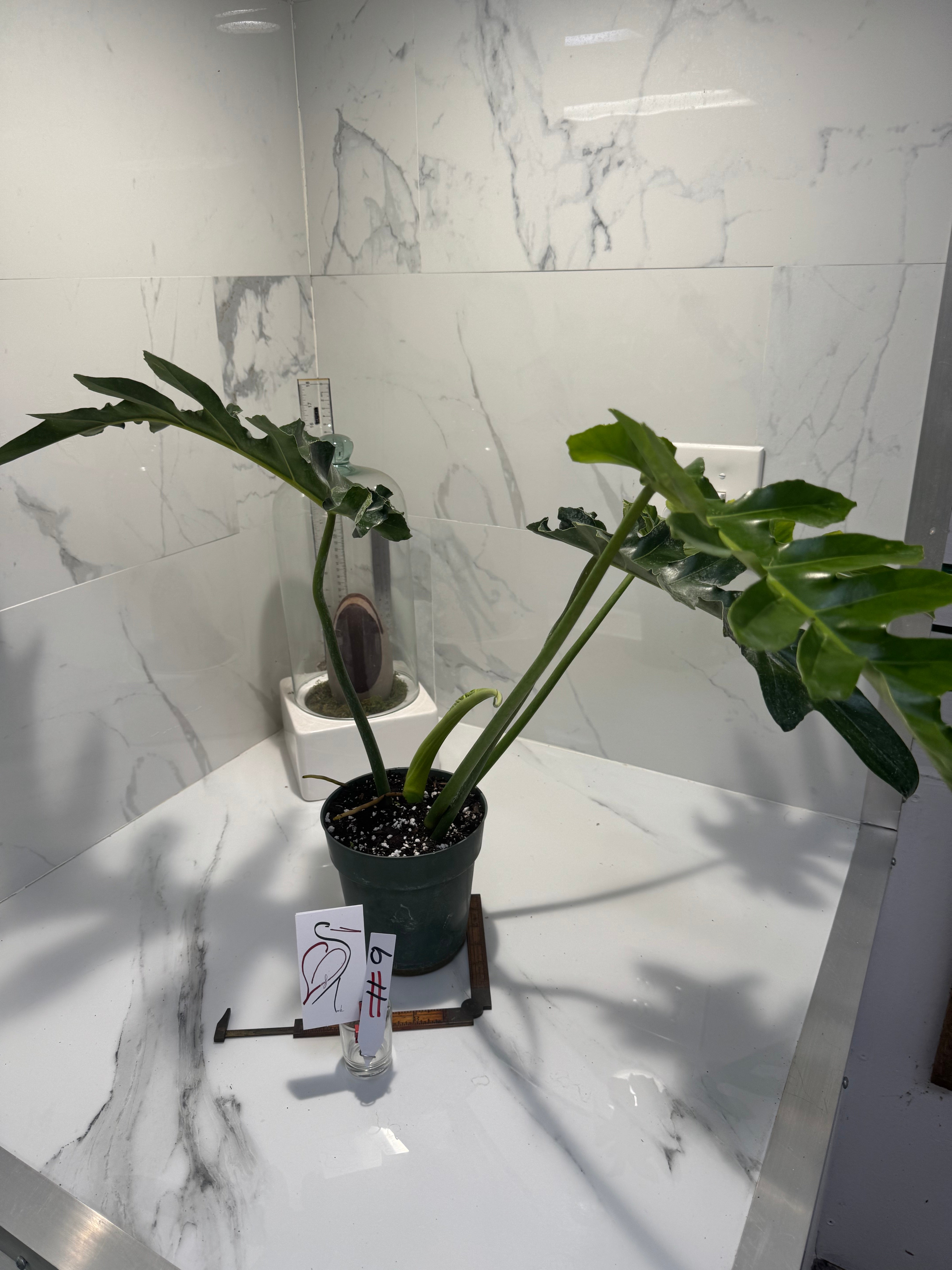 Philodendron Bob Cee #09