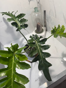 Philodendron Bob Cee #09